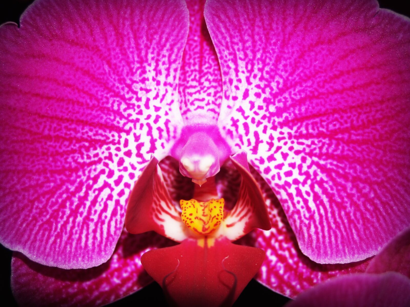Olympus E-300 (EVOLT E-300) sample photo. Flower, orchid, tropical photography