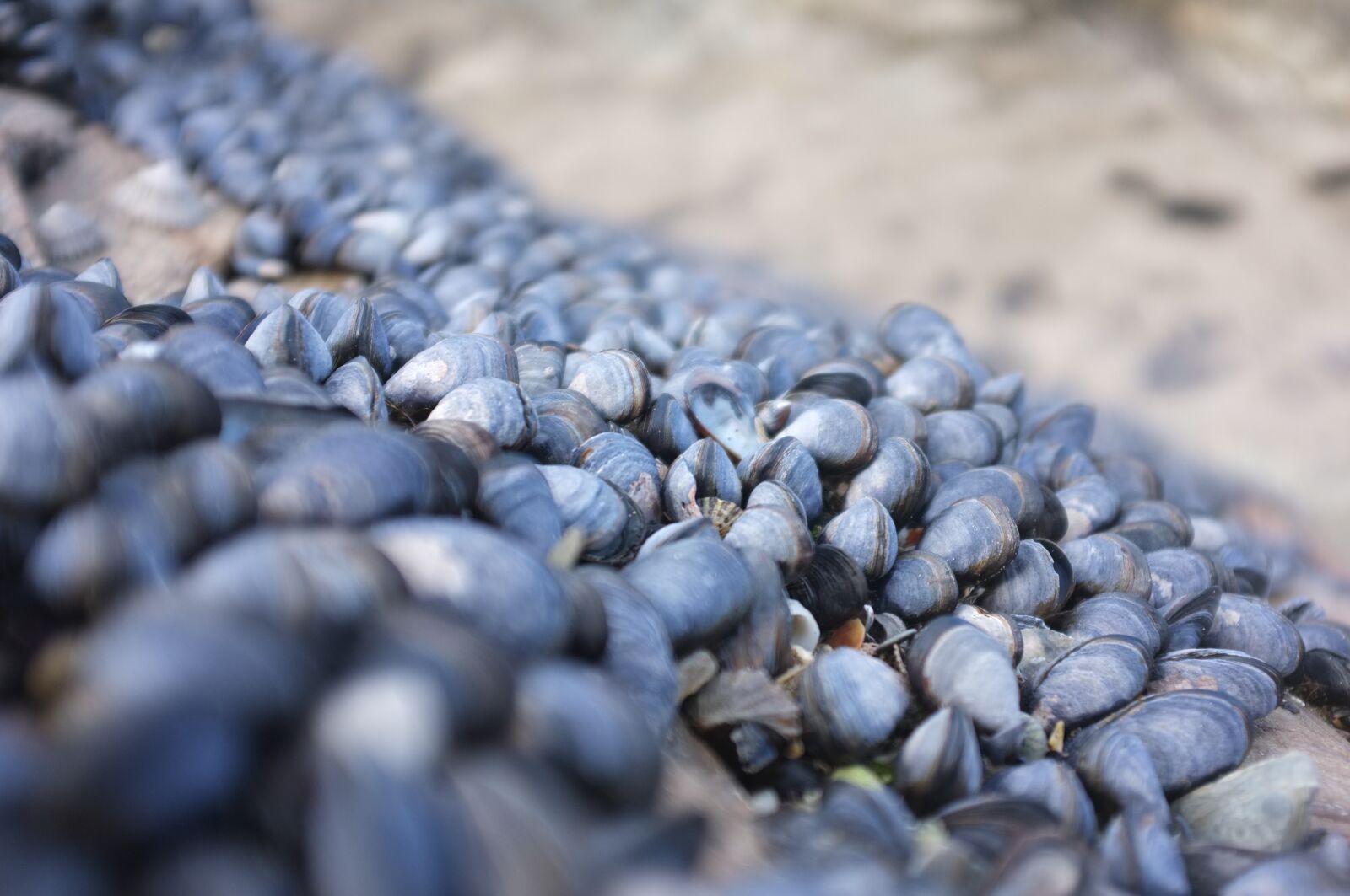 Fujifilm FinePix X100 sample photo. Mussels, shells, beach photography
