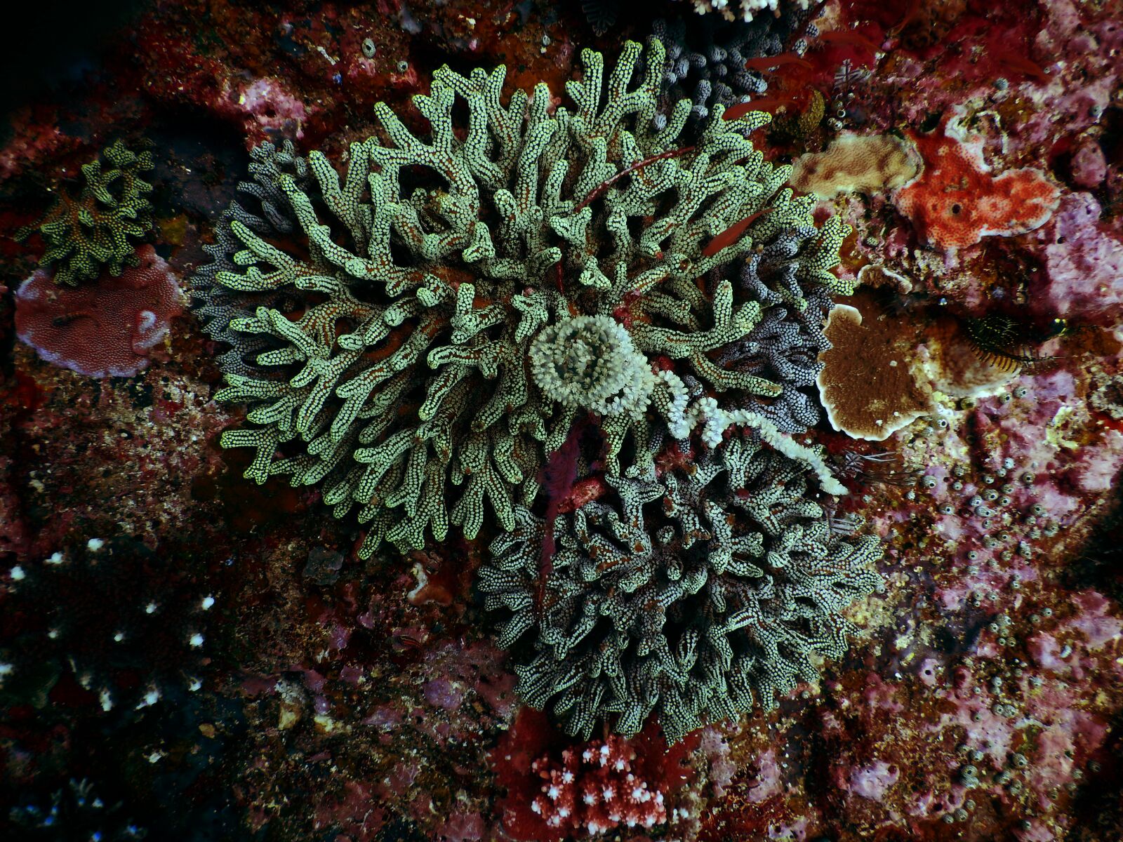 Nikon Coolpix AW130 sample photo. Coral, sea photography