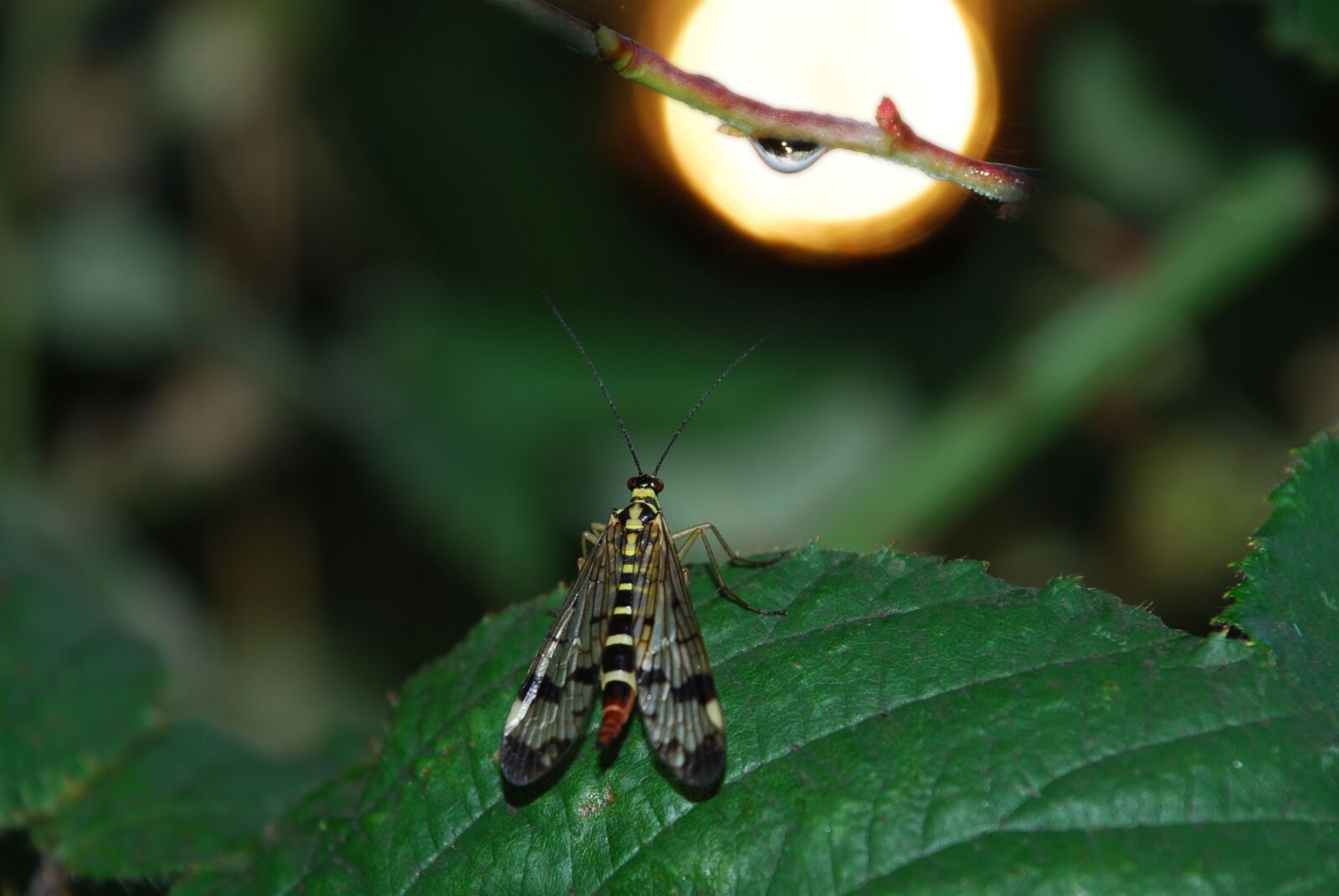 Nikon D80 sample photo. Scorpion fly, mecoptera, insect photography