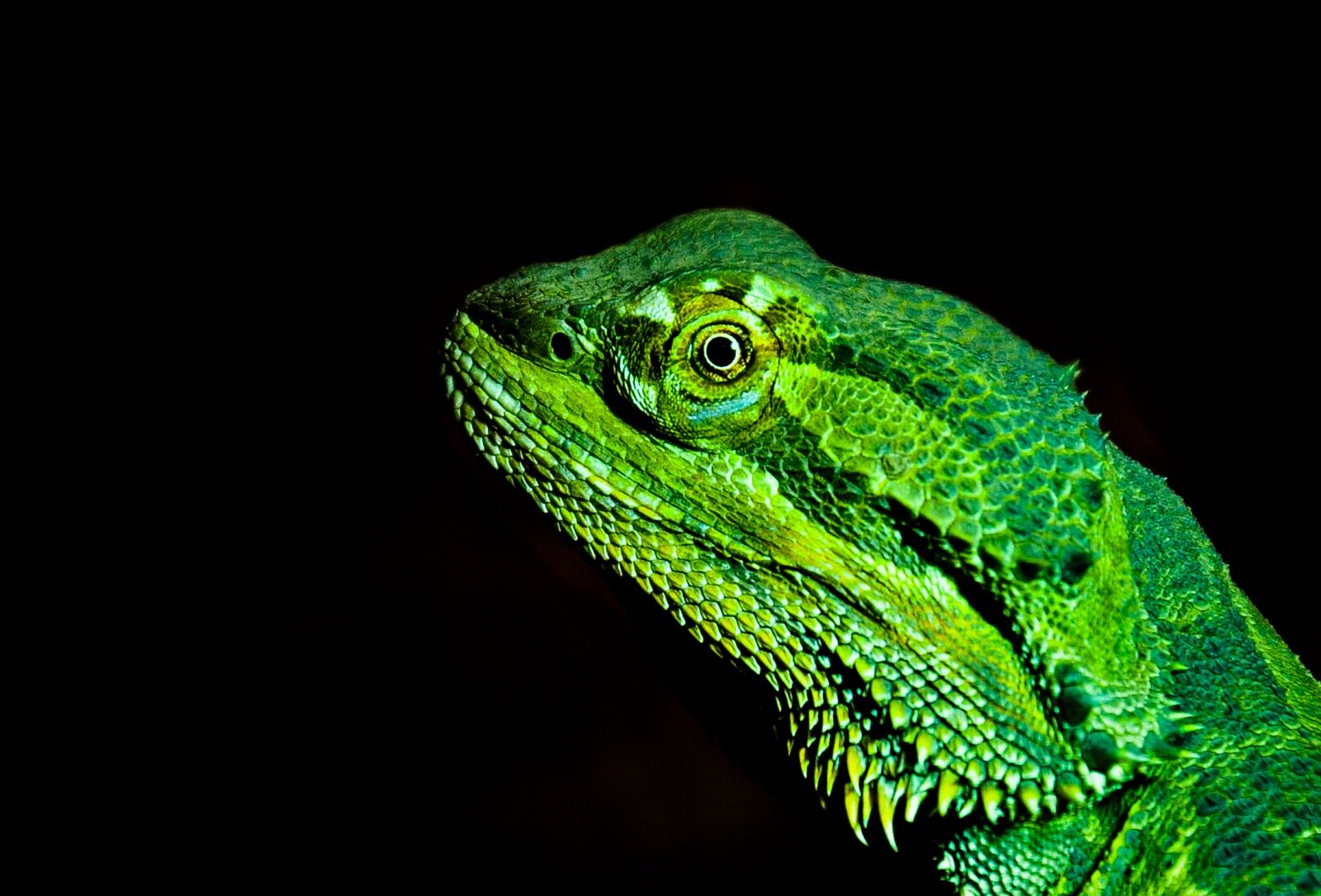 Nikon D7000 sample photo. Bearded dragon, lizard, prickly photography