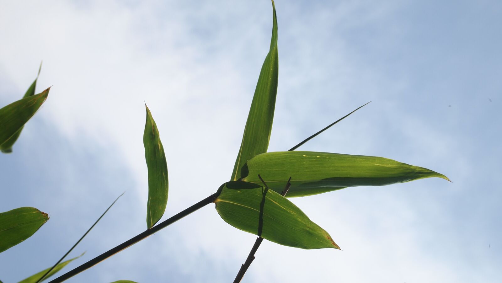 Olympus PEN E-PL2 sample photo. Bamboo, bamboo leaves, blue photography