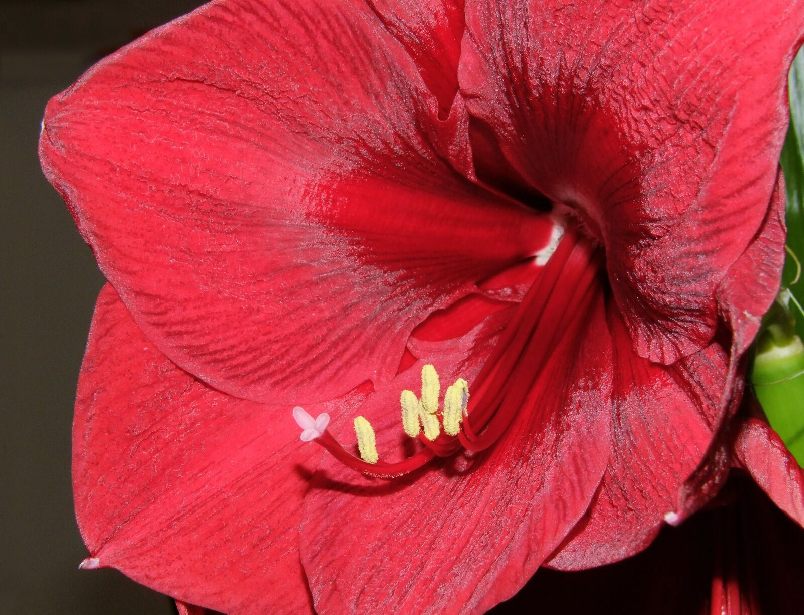 Fujifilm FinePix S100fs sample photo. Amaryllis, orchid, red photography