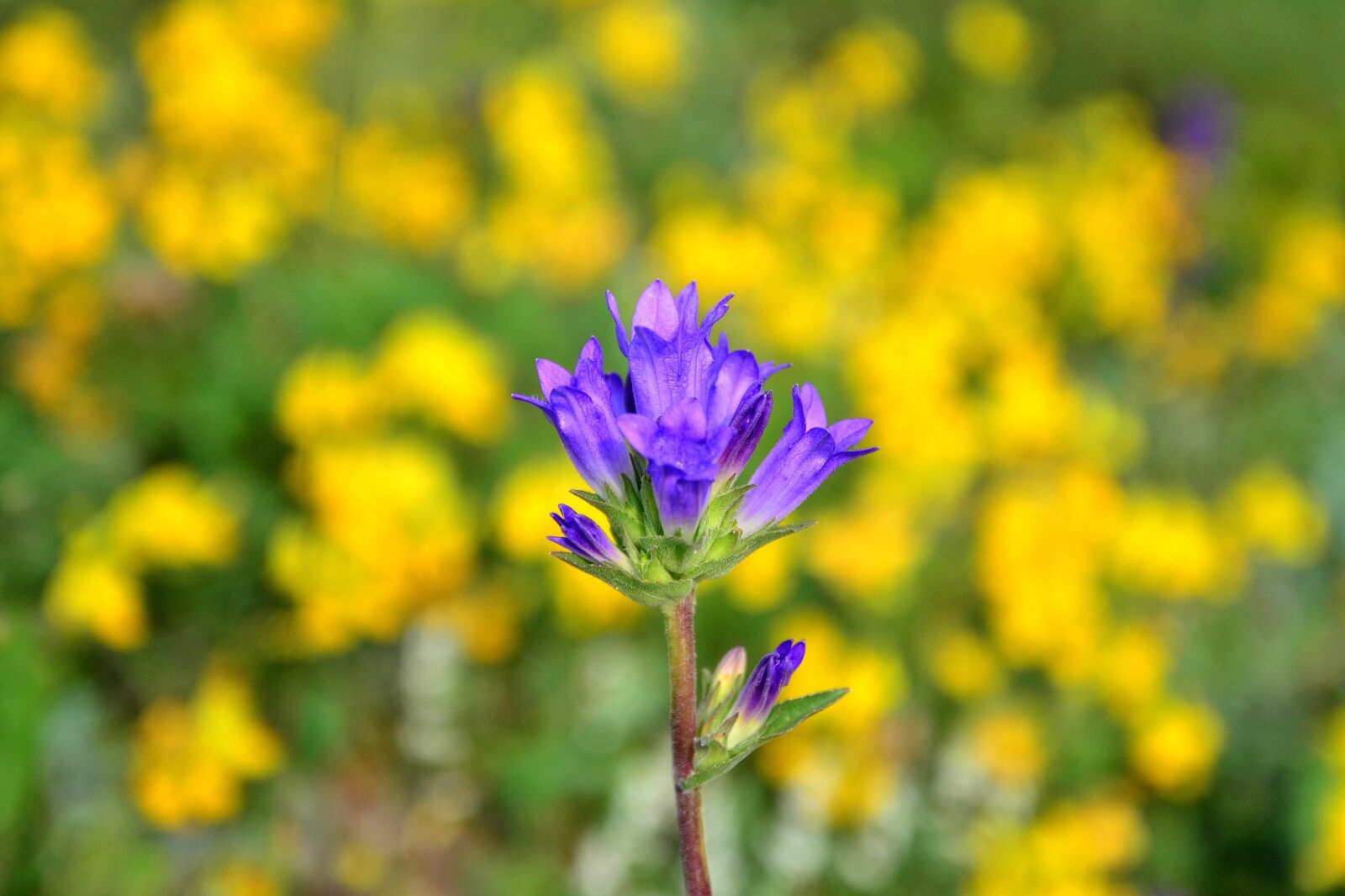 Nikon D5100 sample photo. Flower, nature, spring photography