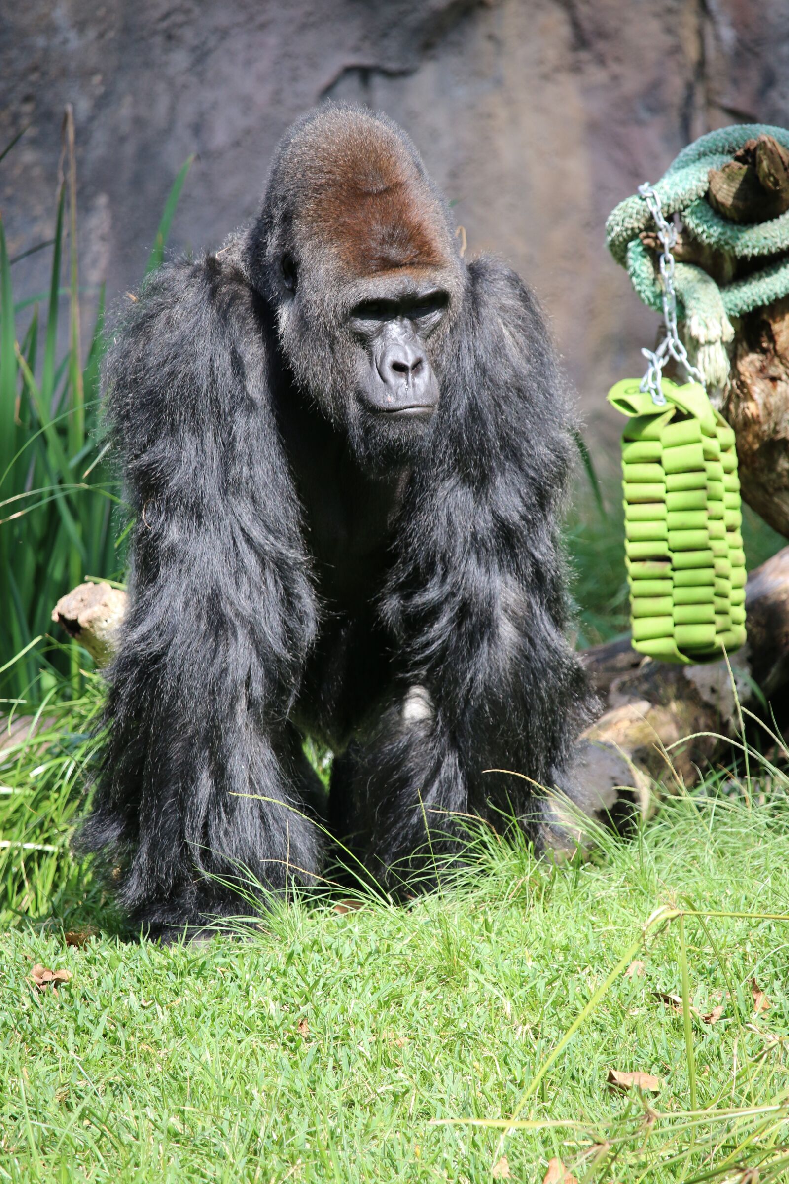 Canon EOS 70D + Canon EF-S 55-250mm F4-5.6 IS STM sample photo. Paul, gorilla, zoo photography