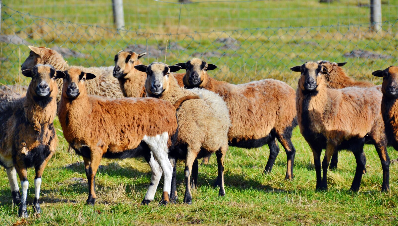 Nikon D5200 sample photo. Heidschnucke, livestock, animal world photography