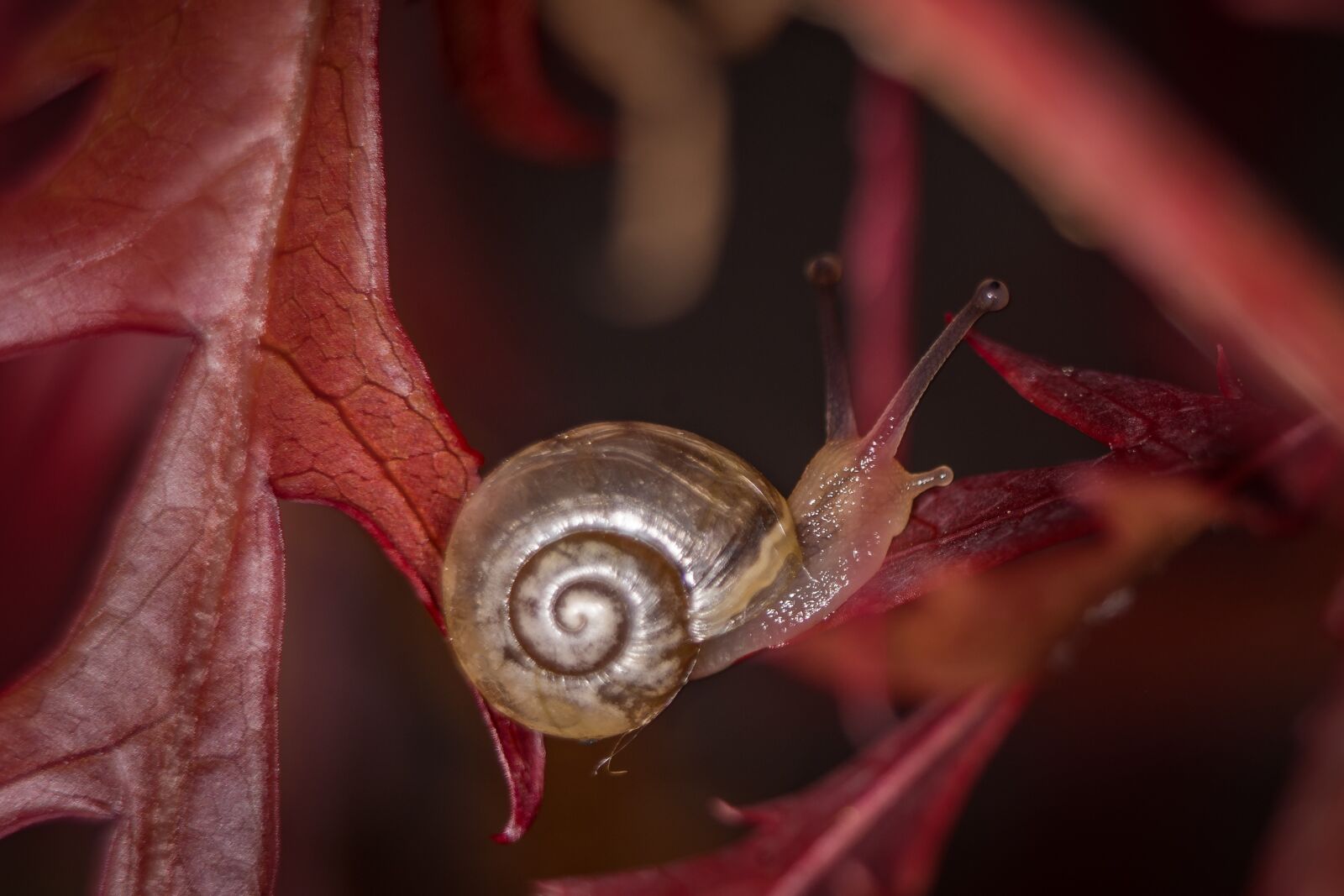 Nikon D7200 sample photo. Snail, macro, casing photography