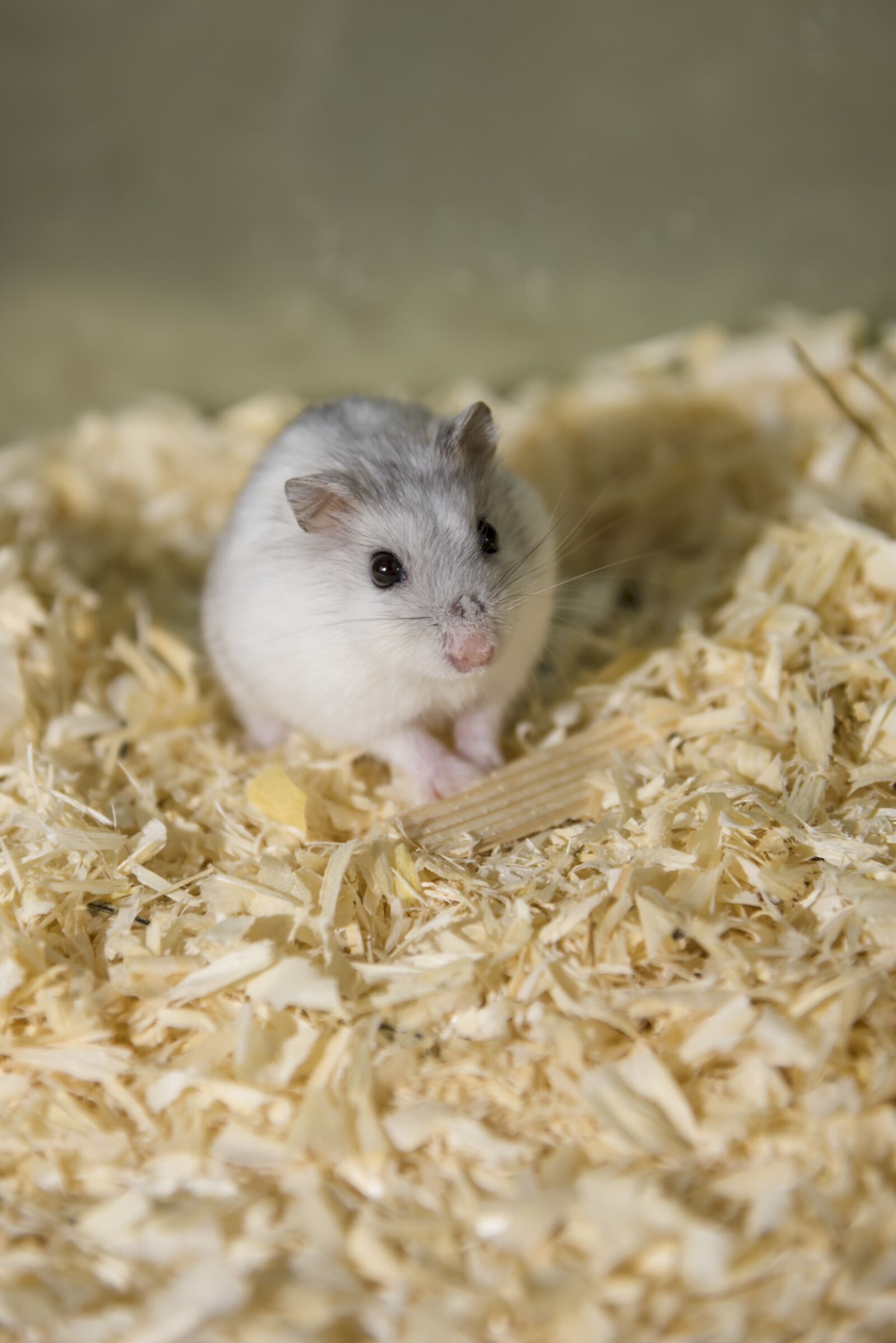Nikon D750 sample photo. Rodent, hamster, dwarf hamster photography