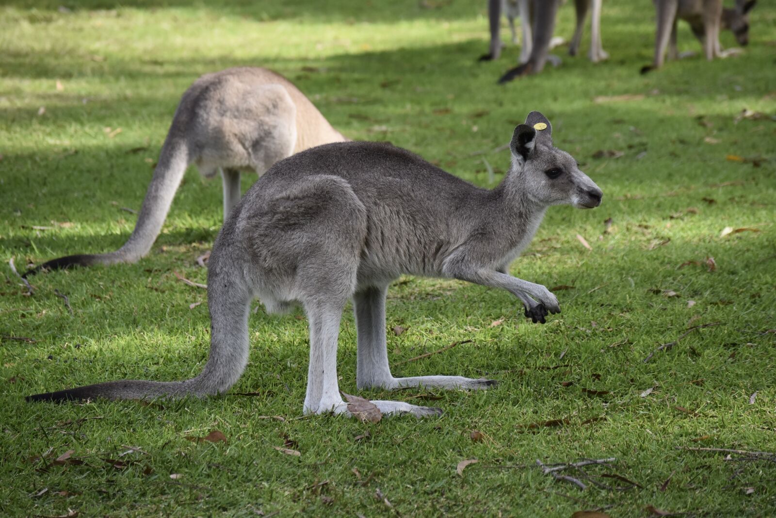 Nikon D5500 sample photo. Australia, kangaroo, nature photography