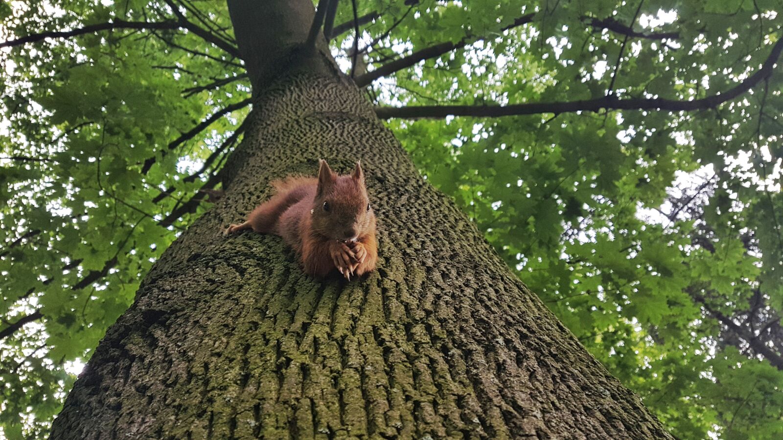Samsung Galaxy S7 Edge sample photo. The squirrel, tree, foliage photography