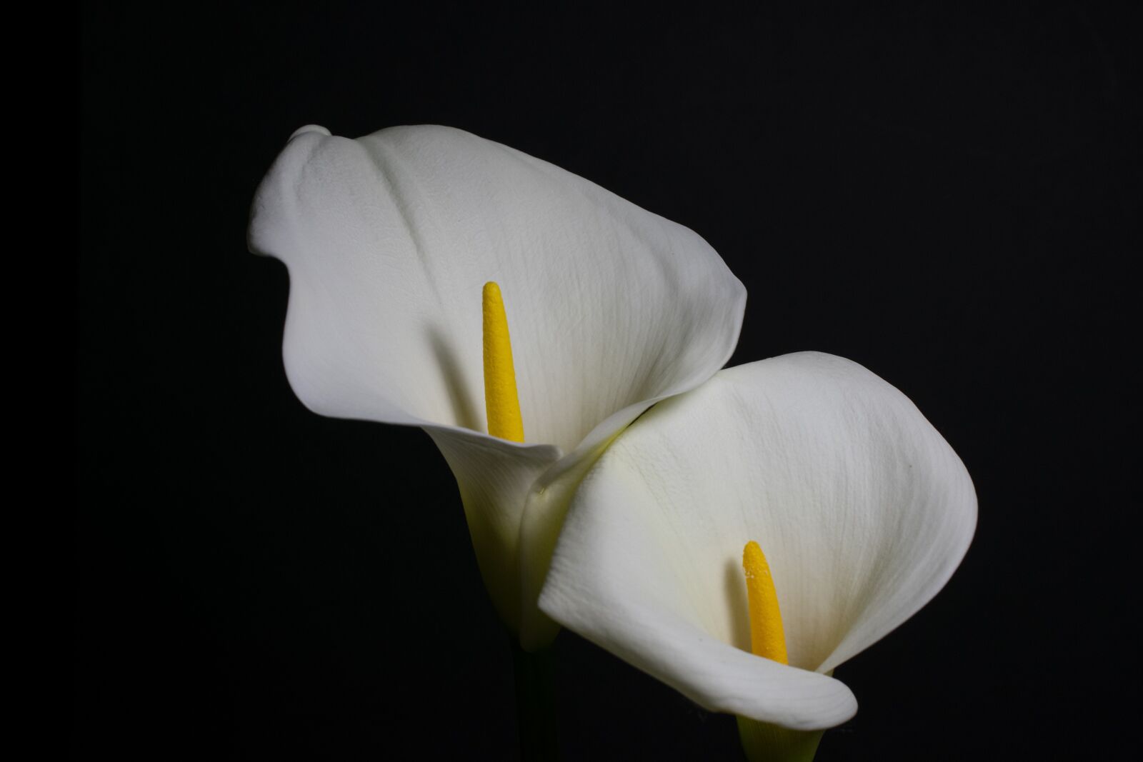 Nikon D3400 sample photo. Flowers, calla lilies, floral photography