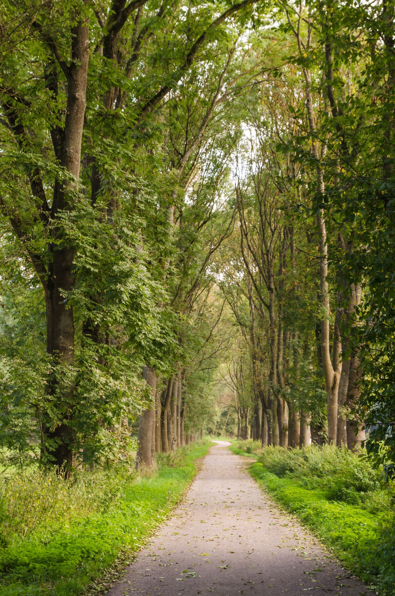 Nikon D5100 sample photo. Avenue, trees, away photography