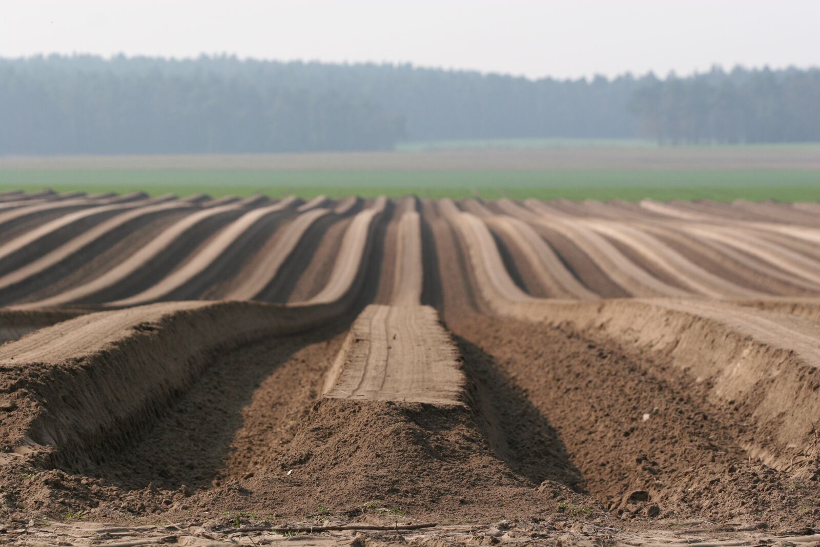 Canon EOS 20D sample photo. Landscape, potato field, potatoes photography