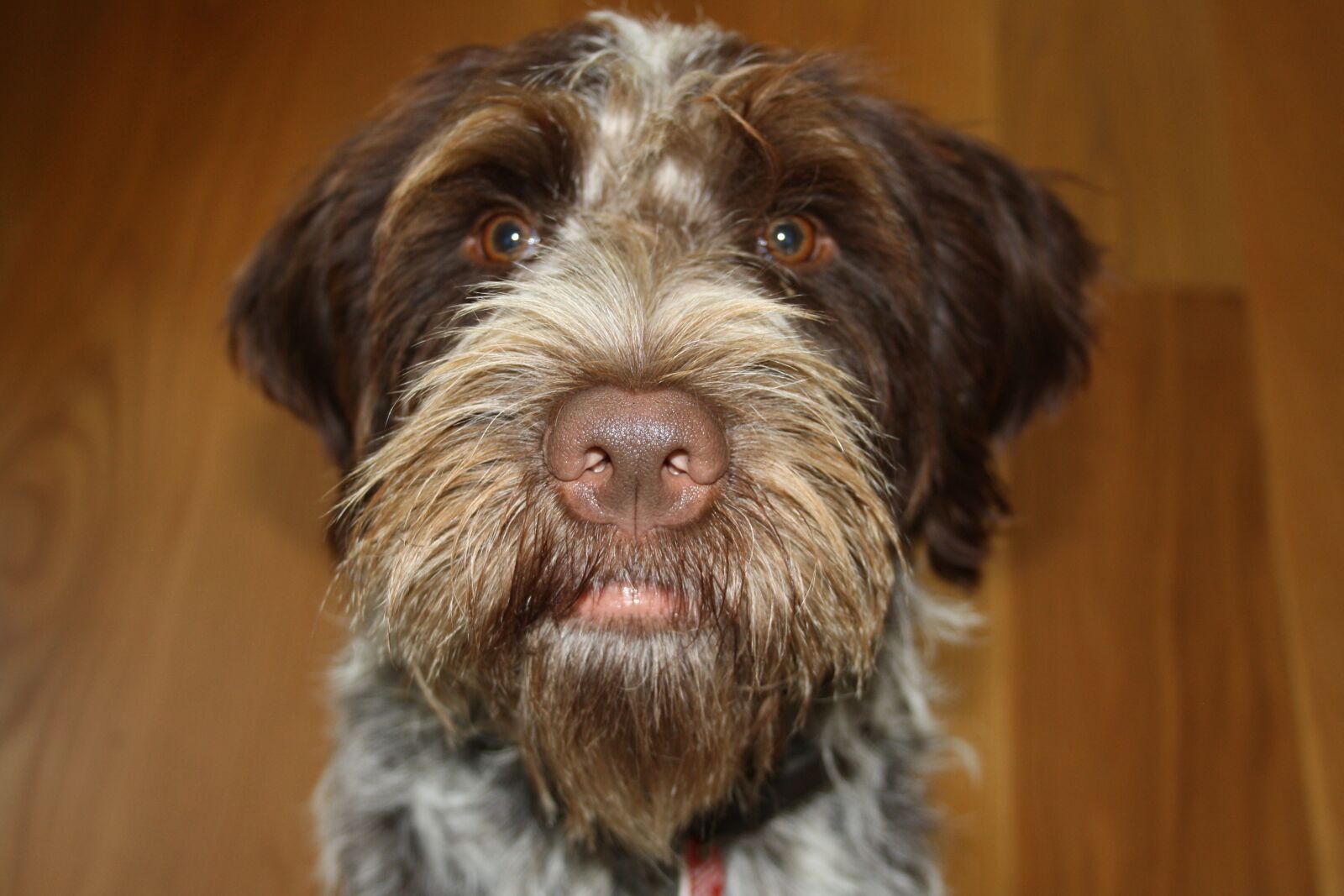 Canon EOS 1000D (EOS Digital Rebel XS / EOS Kiss F) sample photo. Dog, animals, domestic animal photography