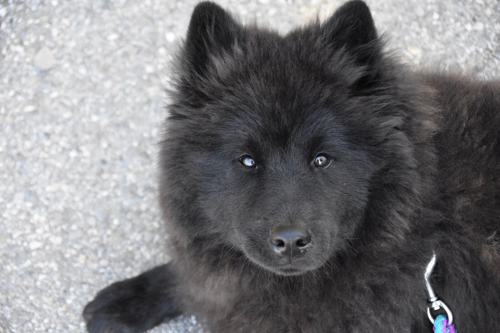 Nikon D5600 sample photo. Dog, dog eurasier ploublue photography