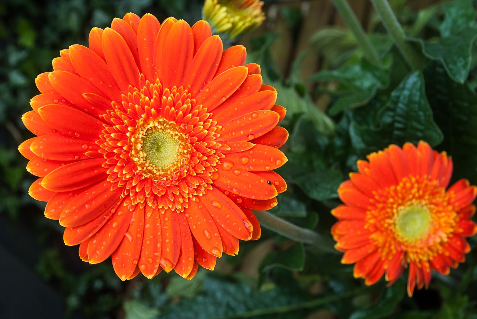 Nikon D3000 sample photo. Gerbera, flower, color photography