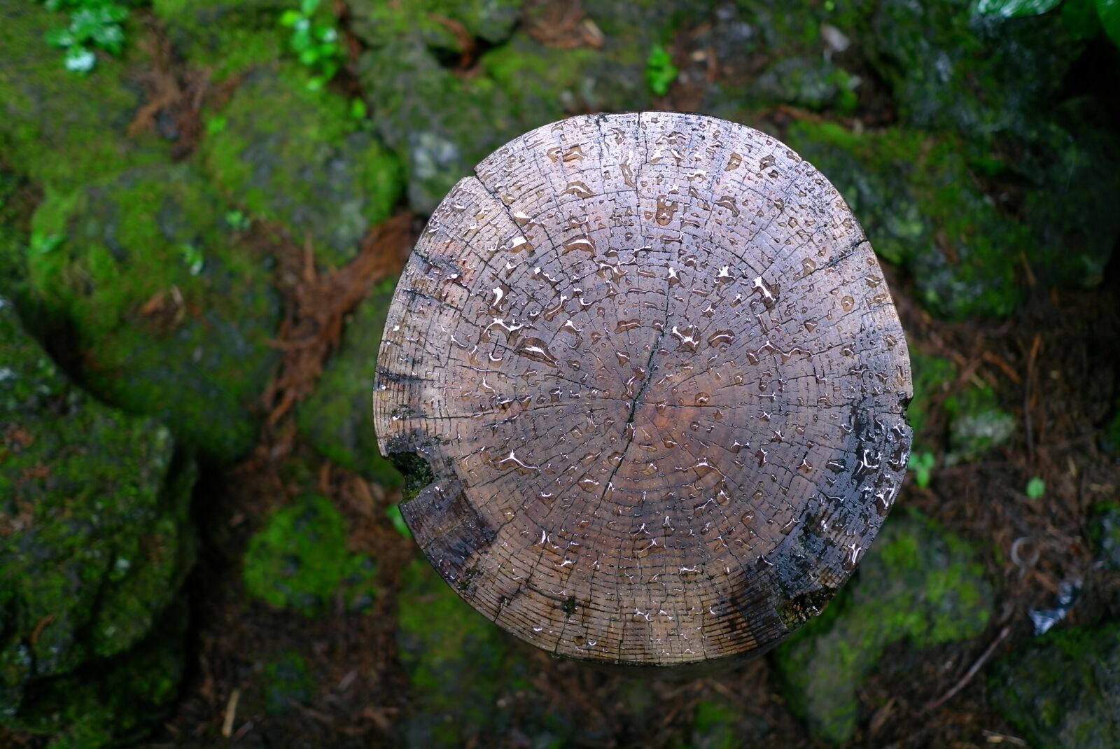 Leica X1 sample photo. Wood, nature, forest photography