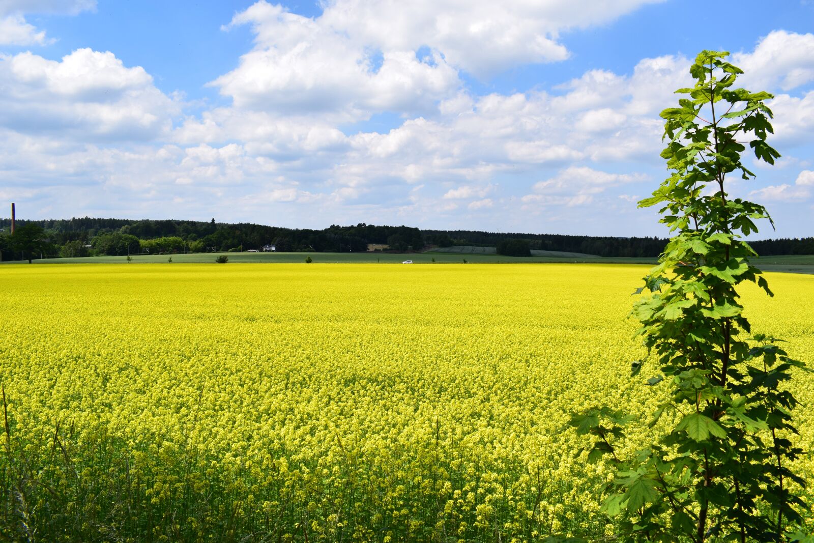 Nikon D5300 sample photo. Field of rapeseeds, landscape photography