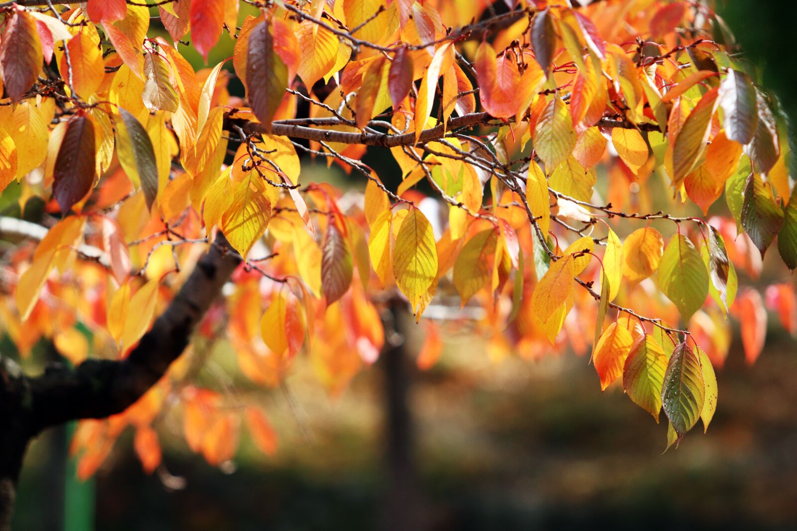 Canon EF 70-200mm F2.8L USM sample photo. Autumn leaves, maple, autumn photography