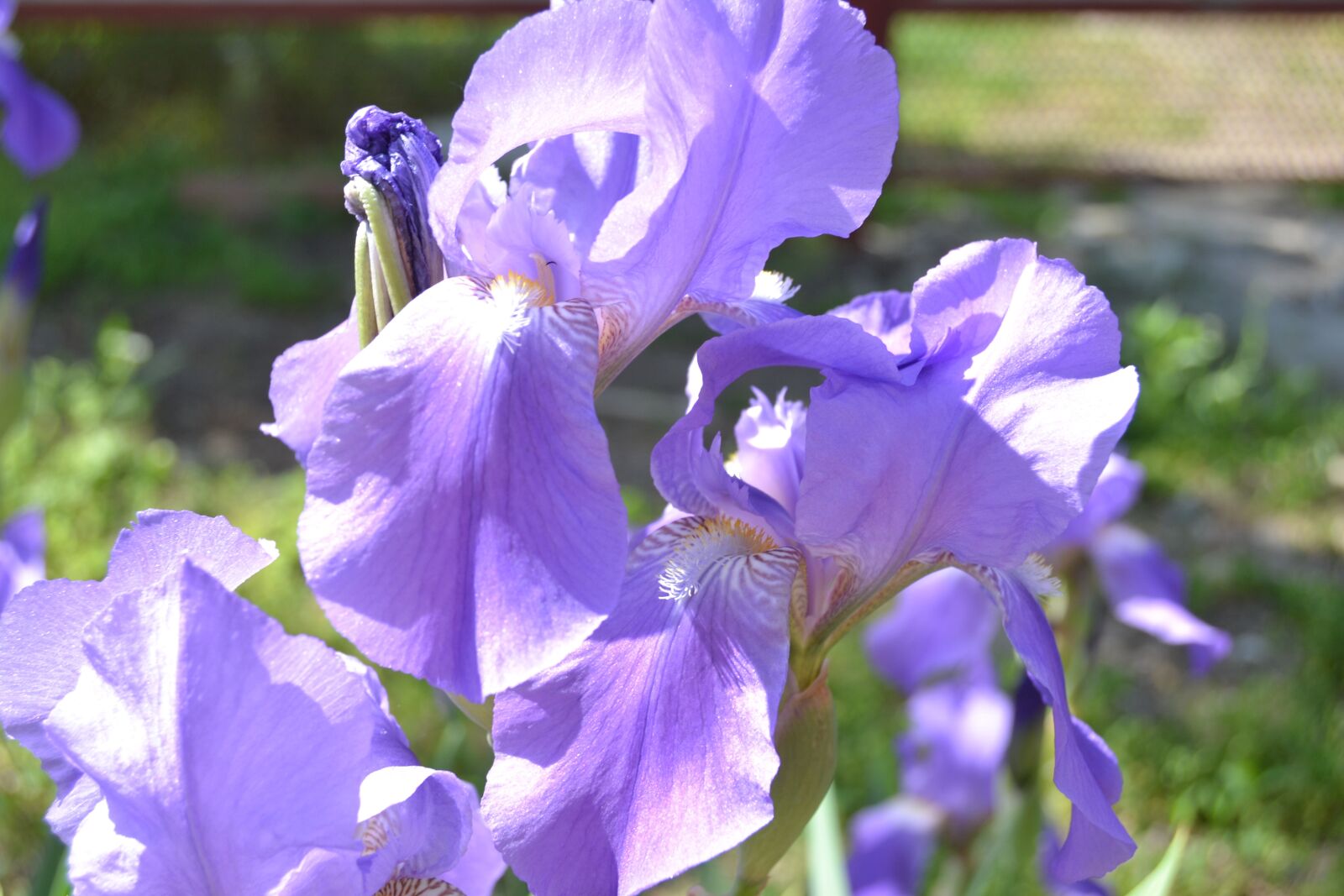 Nikon D3100 sample photo. Iris, flower, summer photography