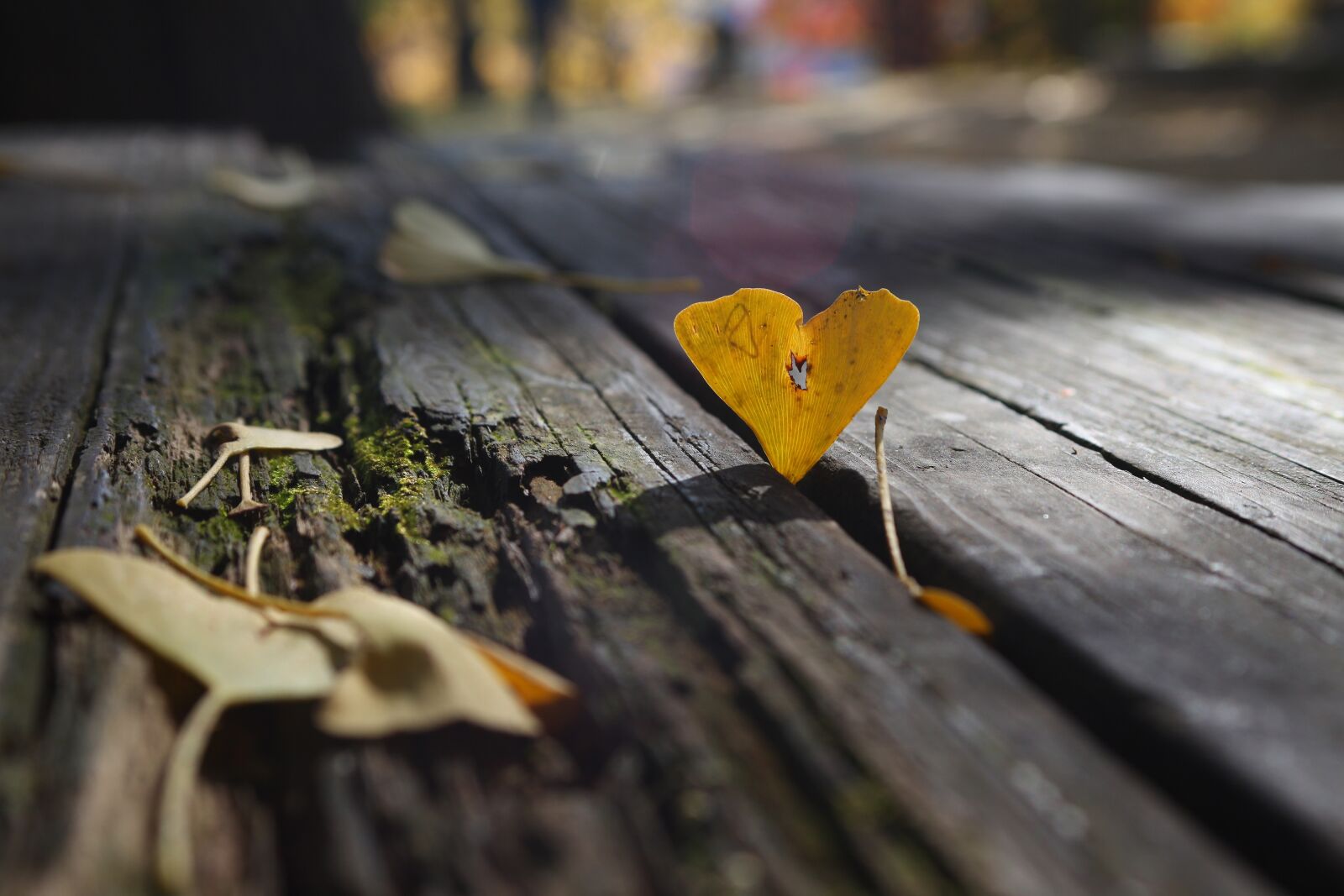 Canon EOS 5D Mark II sample photo. Ginkgo leaf, fall, yellow photography