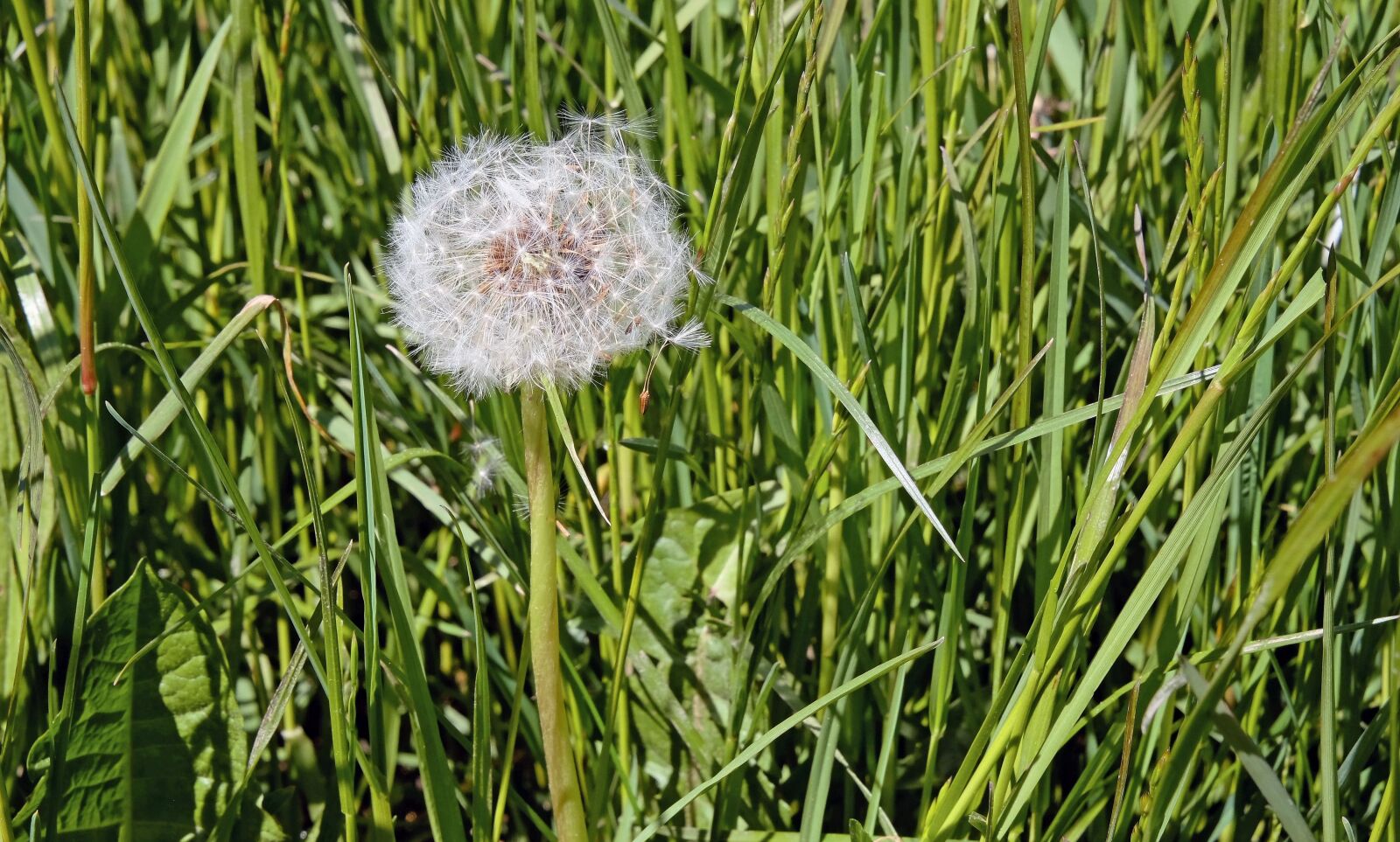 Fujifilm X-T10 sample photo. Dandelion, composites, faded photography