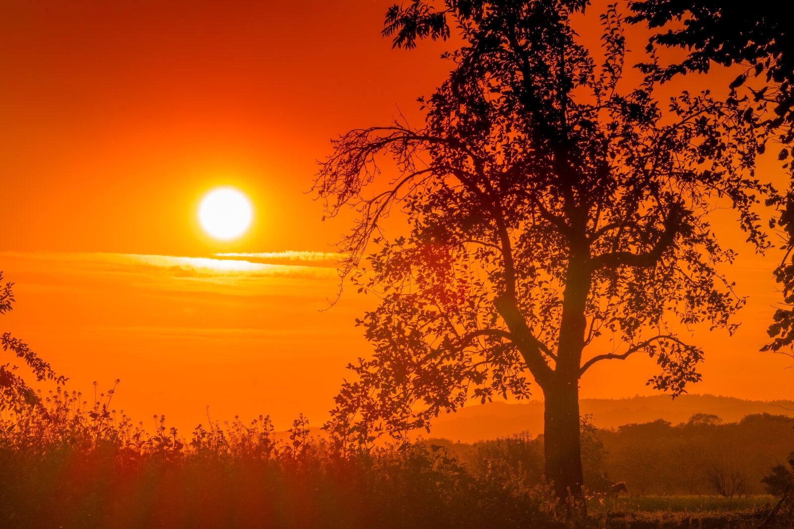Fujifilm XF 55-200mm F3.5-4.8 R LM OIS sample photo. Sunset, tree, landscape photography
