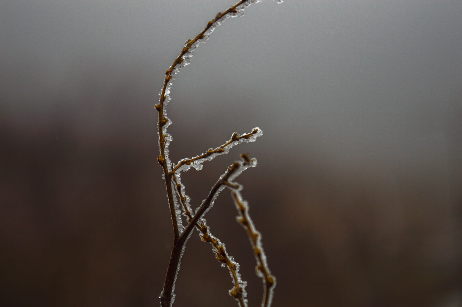 Nikon D3200 sample photo