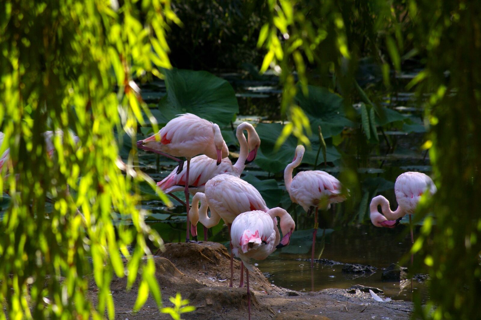 Pentax K110D sample photo. Zoo, animals, pink flamingo photography