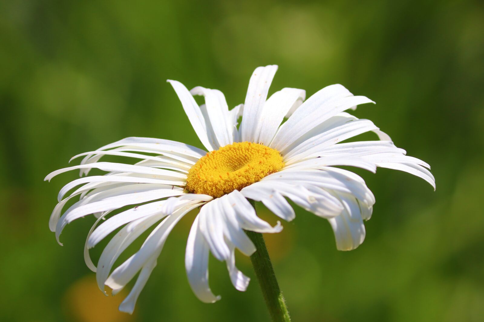 Canon EOS 200D (EOS Rebel SL2 / EOS Kiss X9) sample photo. Marguerite, blossom, bloom photography