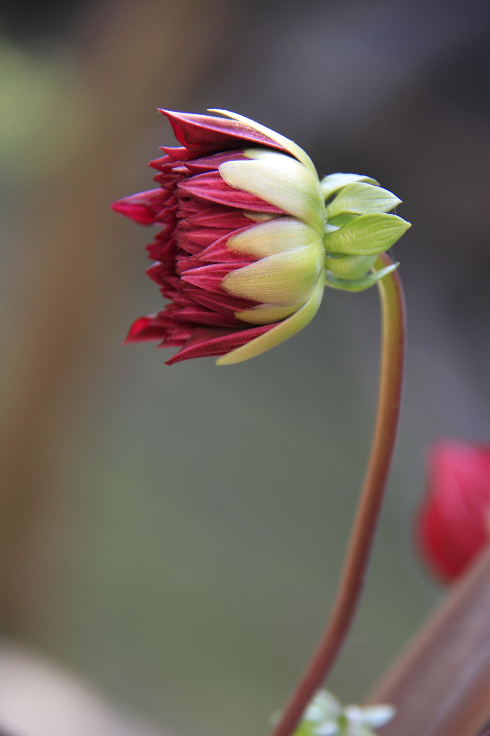 Canon EOS 7D sample photo. Dahlia, bud, flower photography