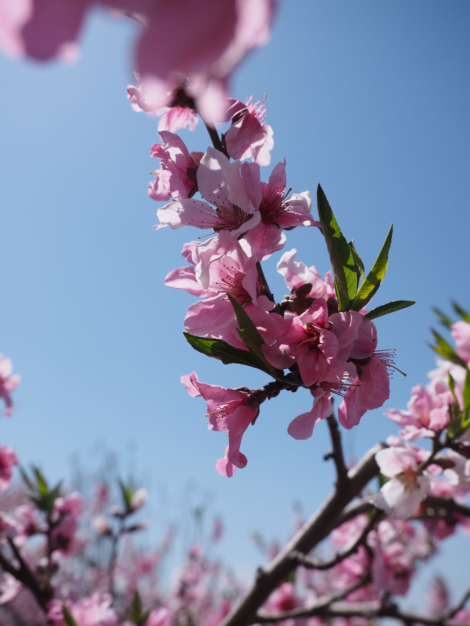 Olympus OM-D E-M1 + Olympus M.Zuiko Digital ED 12-40mm F2.8 Pro sample photo. Spring, flower, peach blossom photography