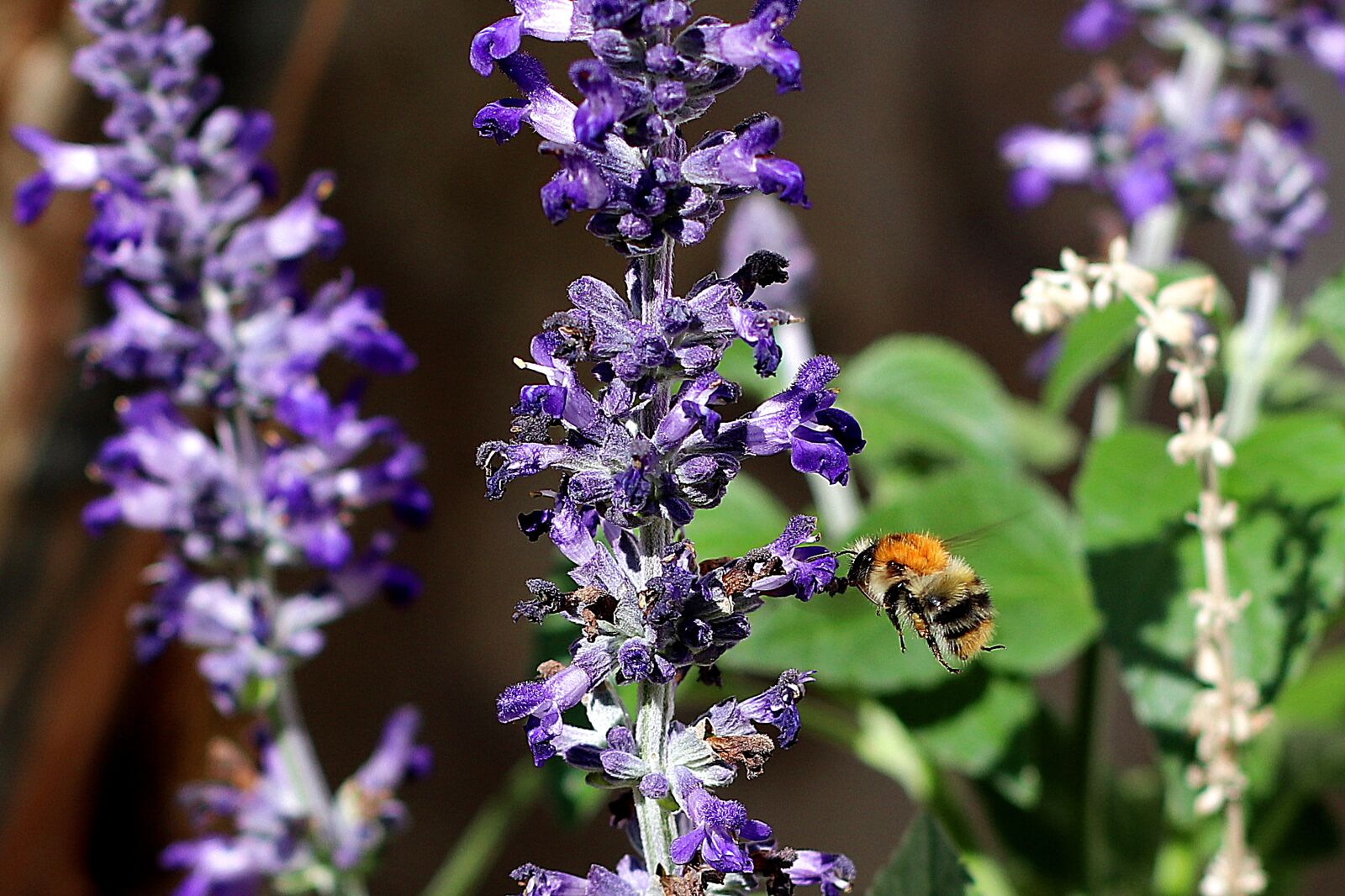 Canon EF 50mm F1.4 USM sample photo. Hummel, pollination, insect photography