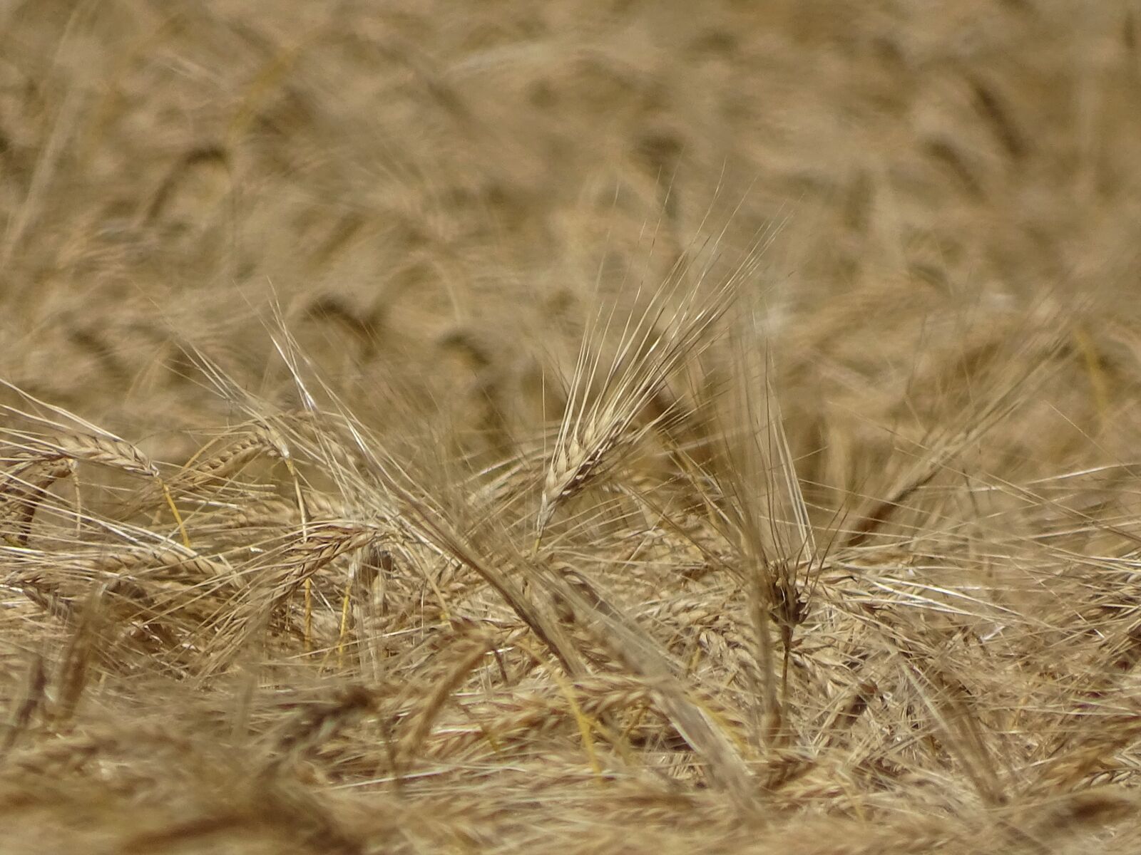 Sony Cyber-shot DSC-HX400V sample photo. Cereals, field, grain ripe photography