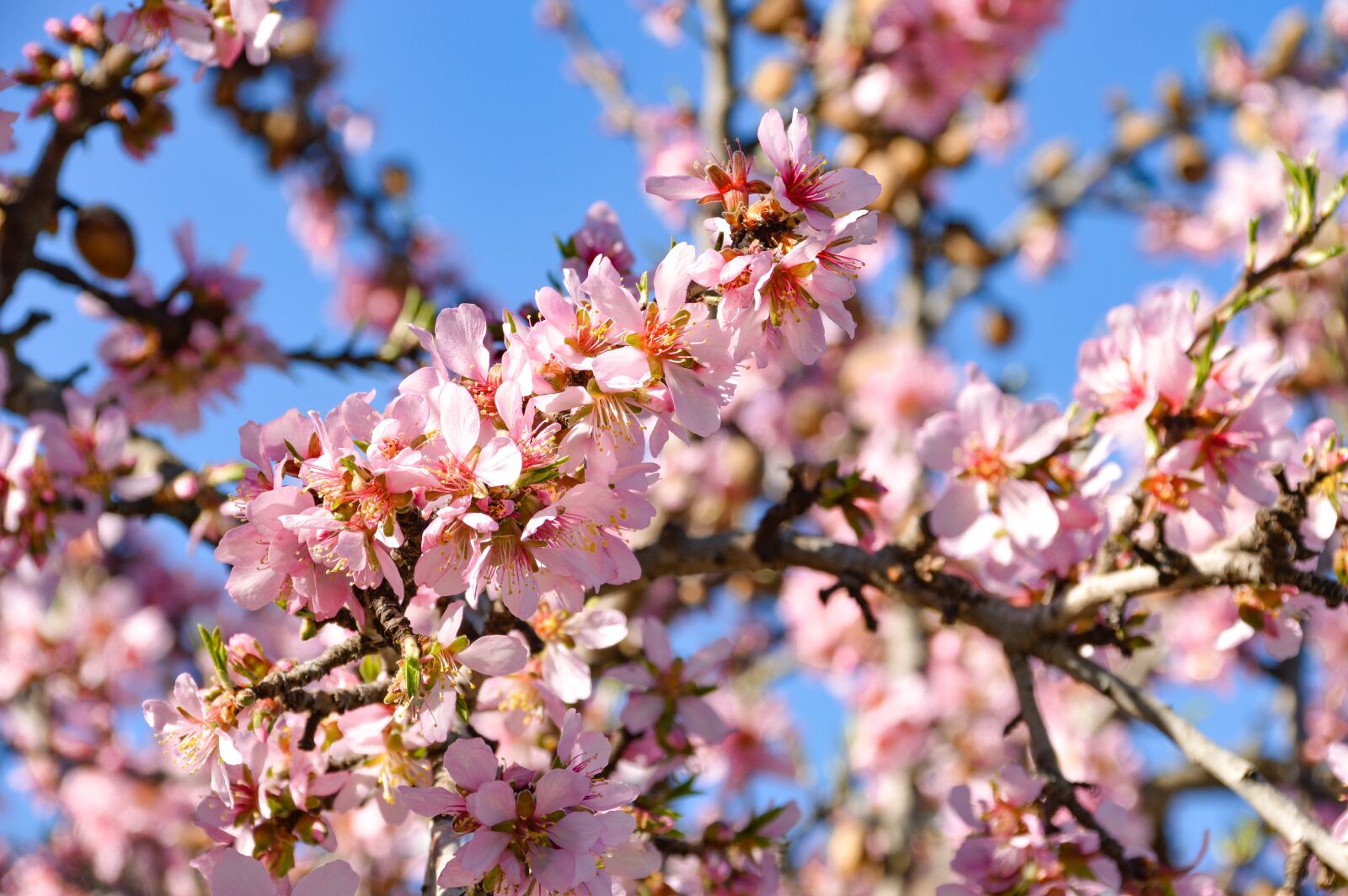 Nikon D3200 sample photo. Tree, almond, blossom photography