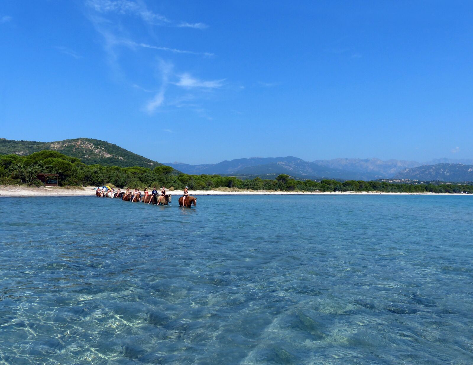 Panasonic Lumix DMC-FZ200 sample photo. Horses, bathing, sea photography