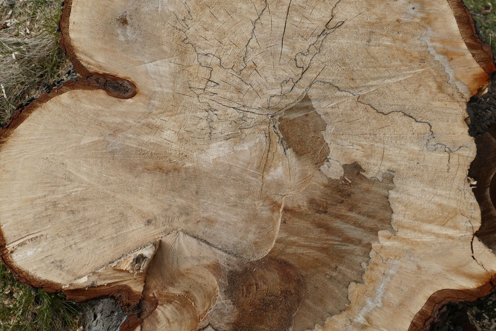 Panasonic Lumix DMC-FZ1000 sample photo. Nature, log, annual rings photography