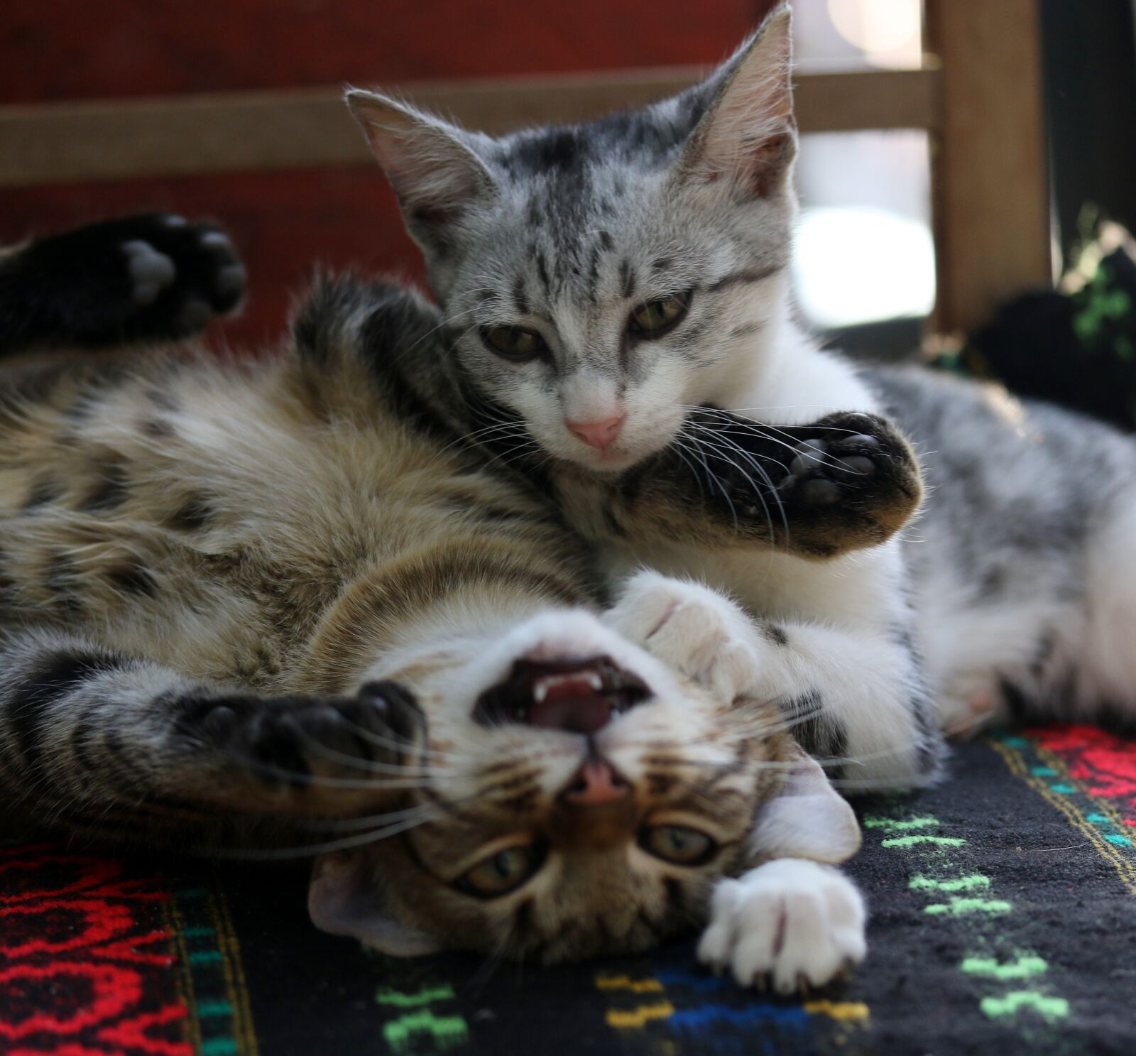 Canon EF-S 60mm F2.8 Macro USM sample photo. Cats, love, two photography