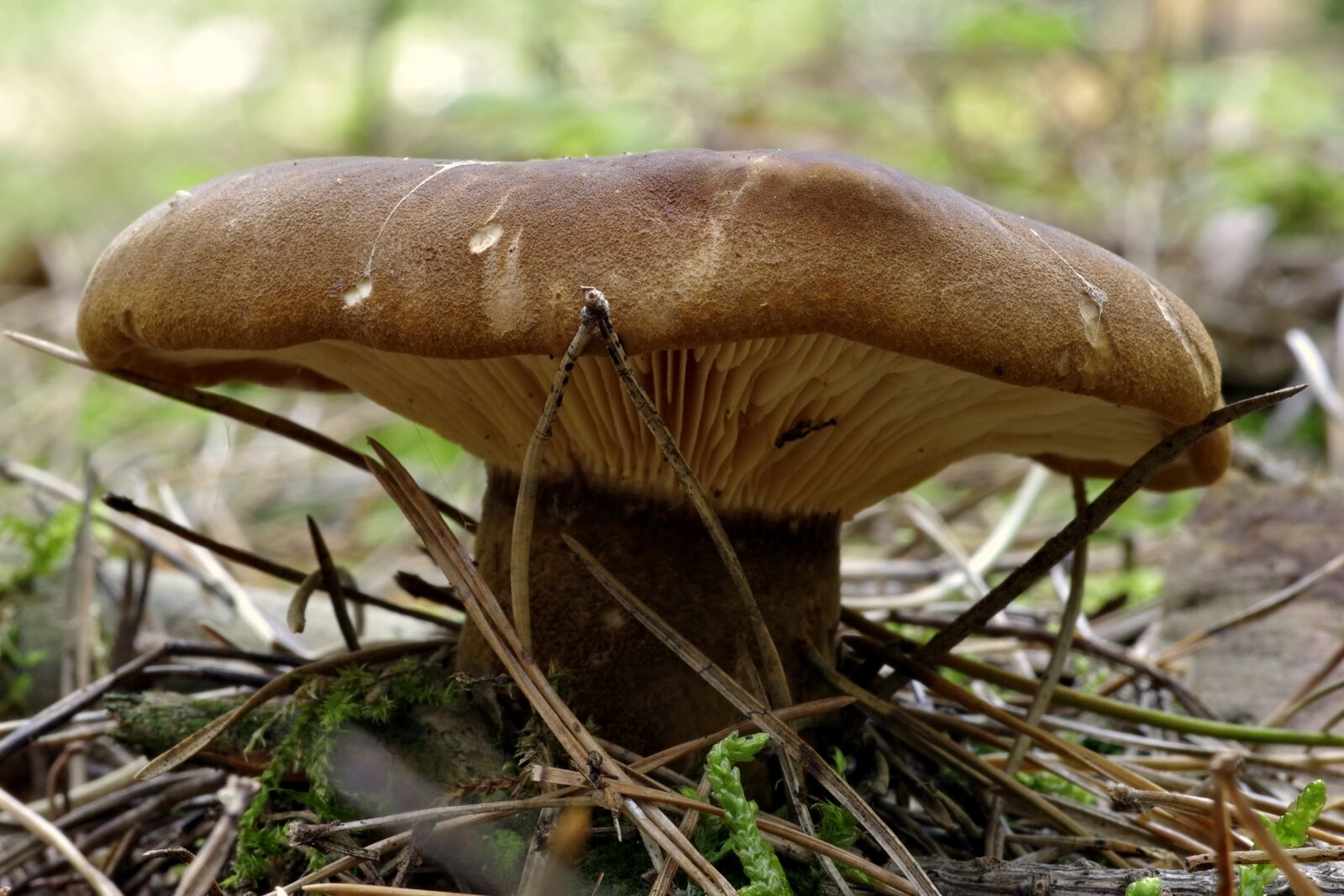 Pentax K-S2 sample photo. Mushroom, plaques, brown photography