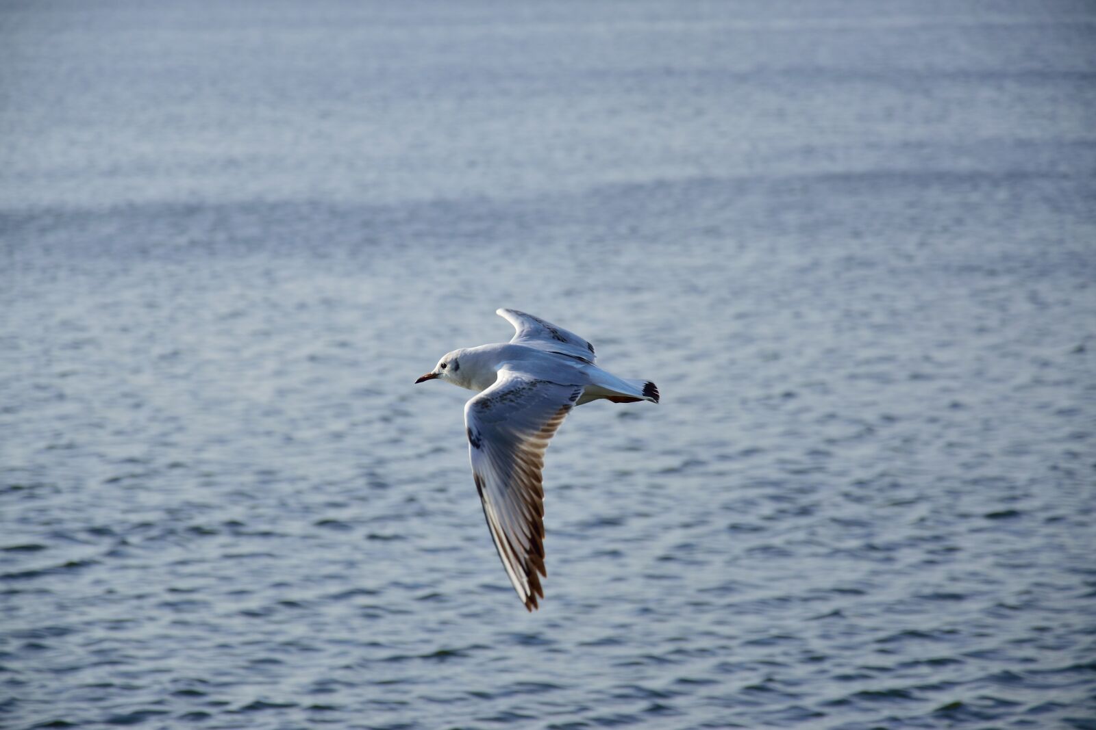 Nikon D3300 sample photo. Air, animal, background, bird photography