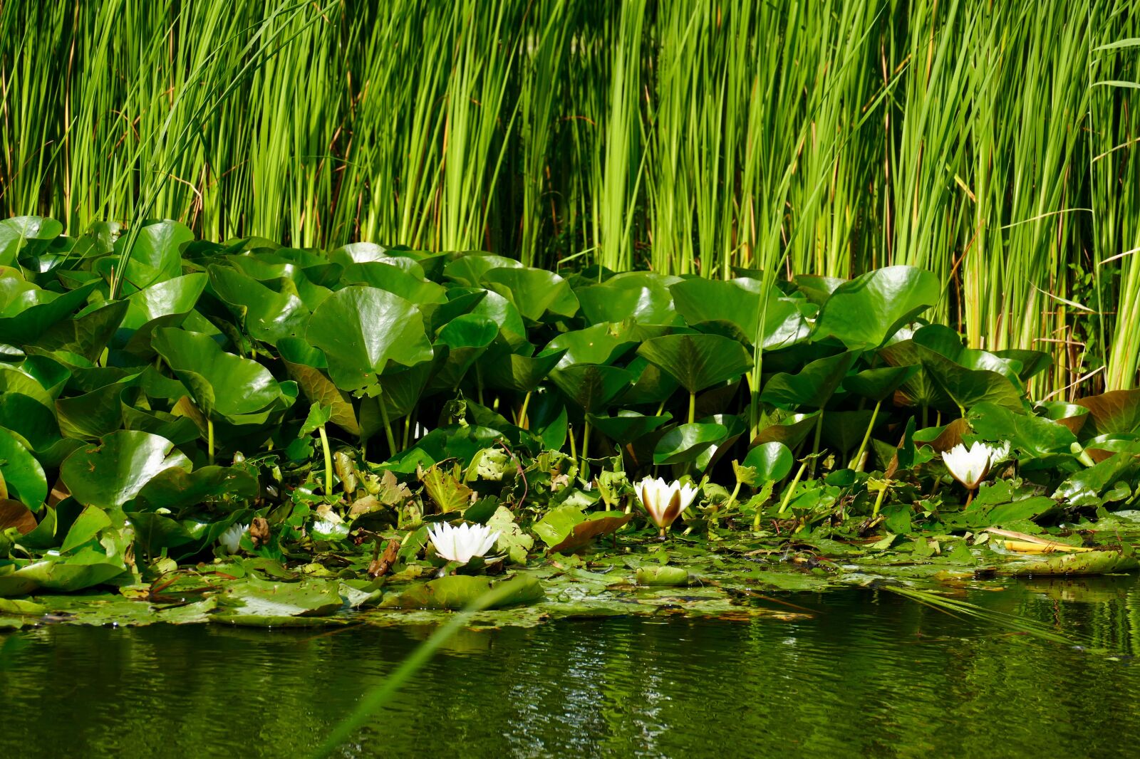 Panasonic Lumix DMC-FZ1000 sample photo. Pond, water, reed photography