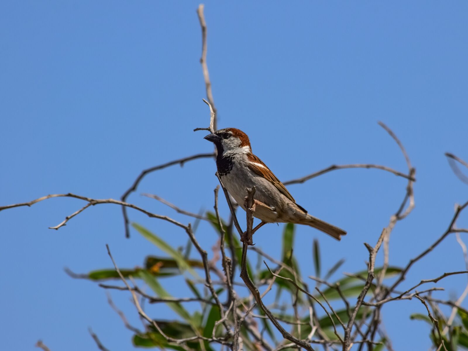 Nikon D3300 sample photo. Nature, bird, wildlife photography
