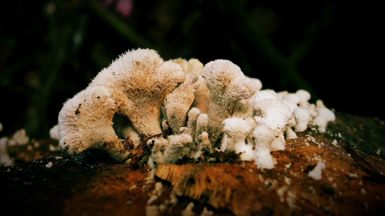 Samsung Galaxy S4 Zoom sample photo. Agaricus, red, fly, agaric photography