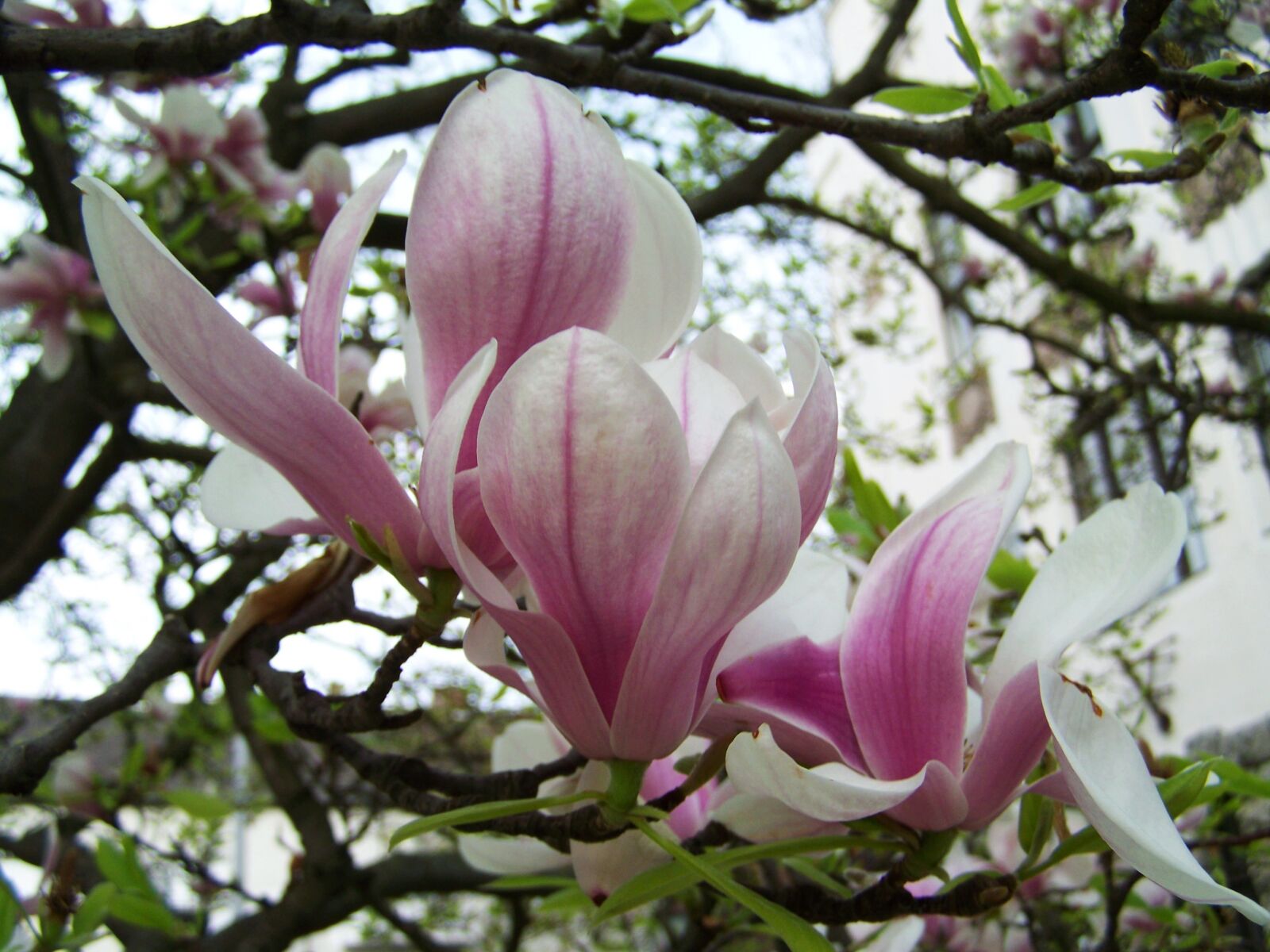 Kodak EASYSHARE ZD710 ZOOM DIGITAL CAMERA sample photo. Magnolia flower, spring, plant photography