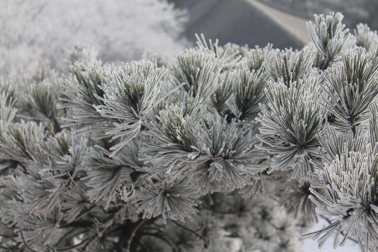 Canon EOS 1100D (EOS Rebel T3 / EOS Kiss X50) sample photo. Nature, snow, white photography