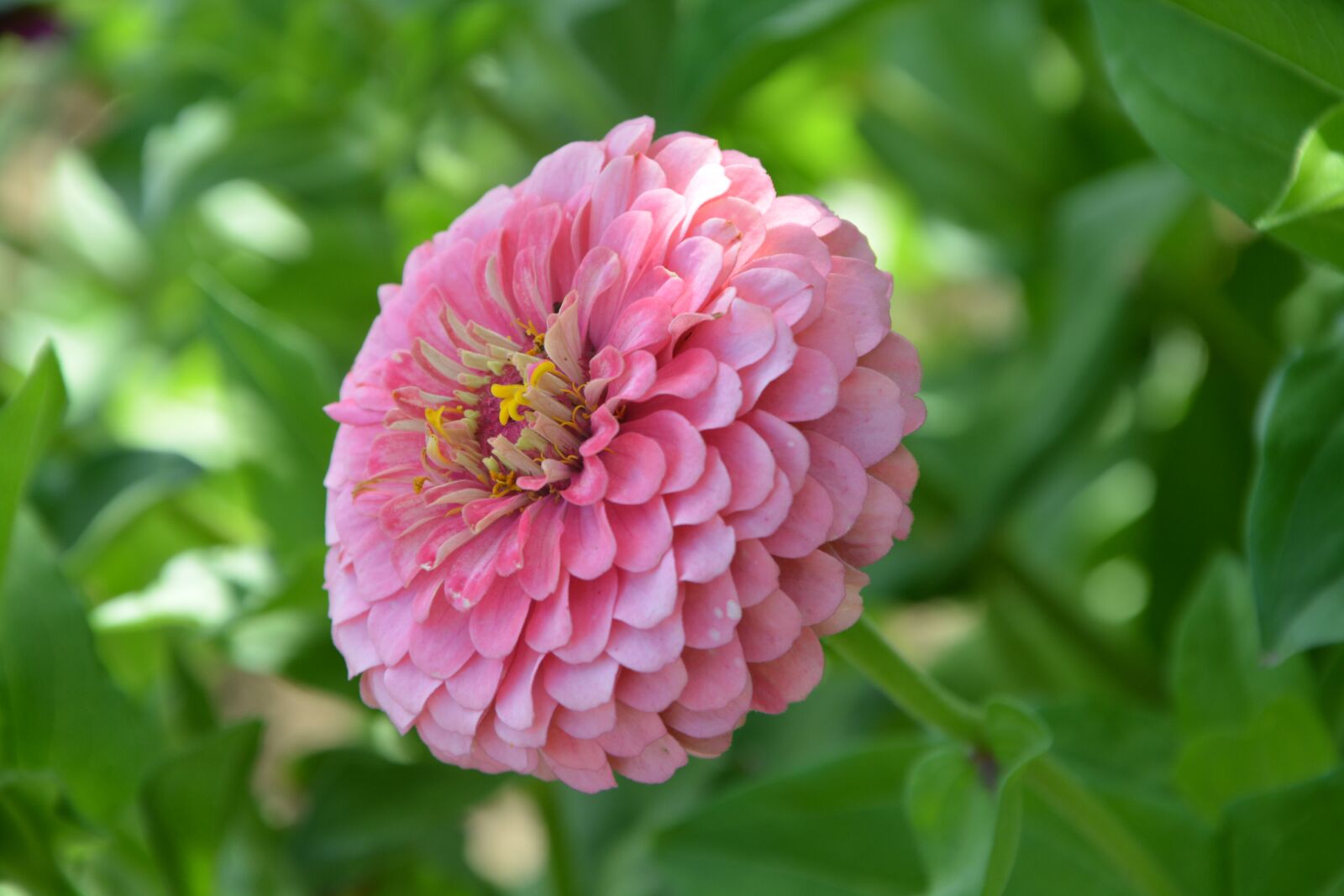 Nikon D5200 sample photo. Flower, flowers, petals photography