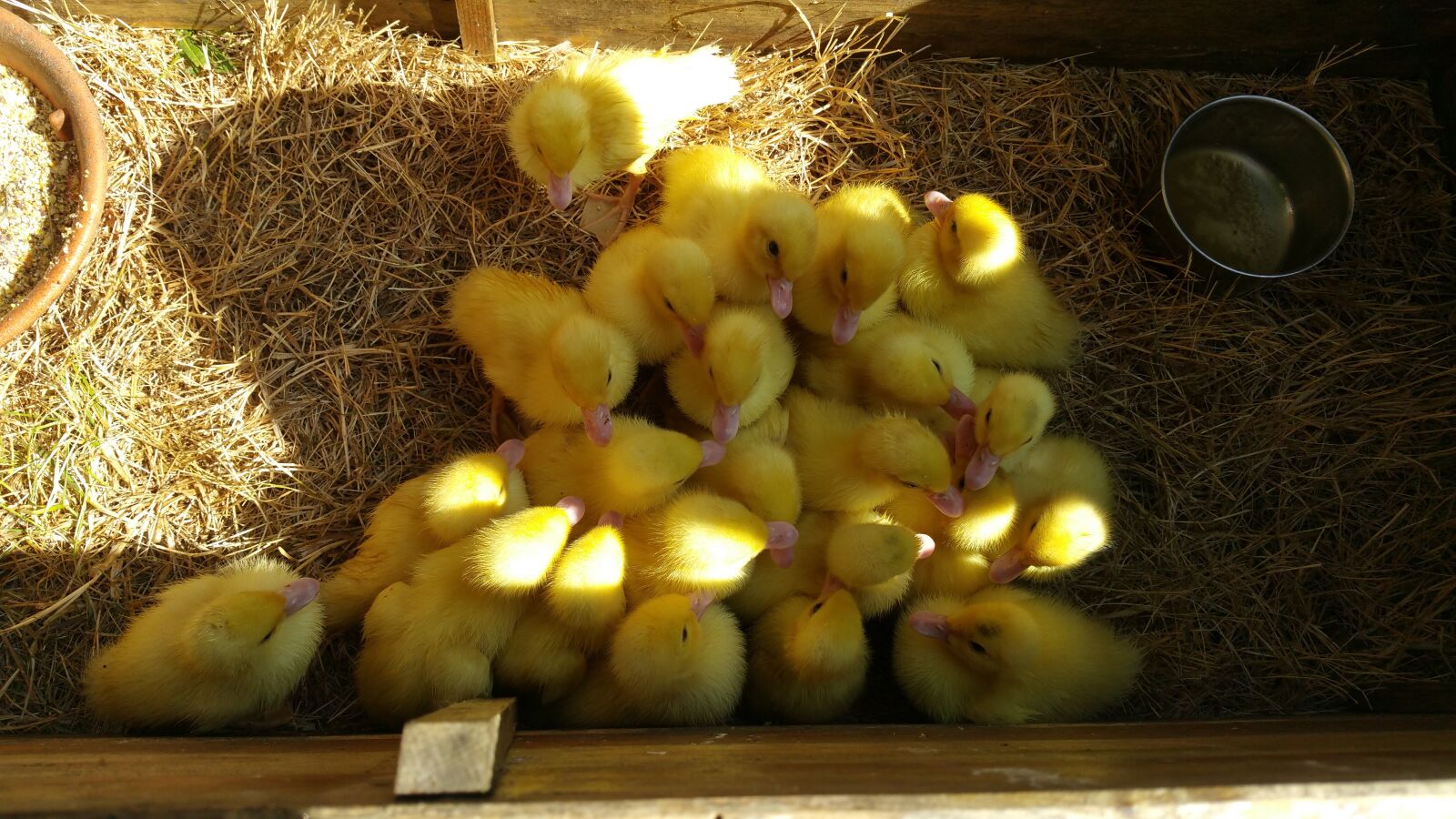 Samsung Galaxy Note4 sample photo. Ducks, ducklings, cute photography
