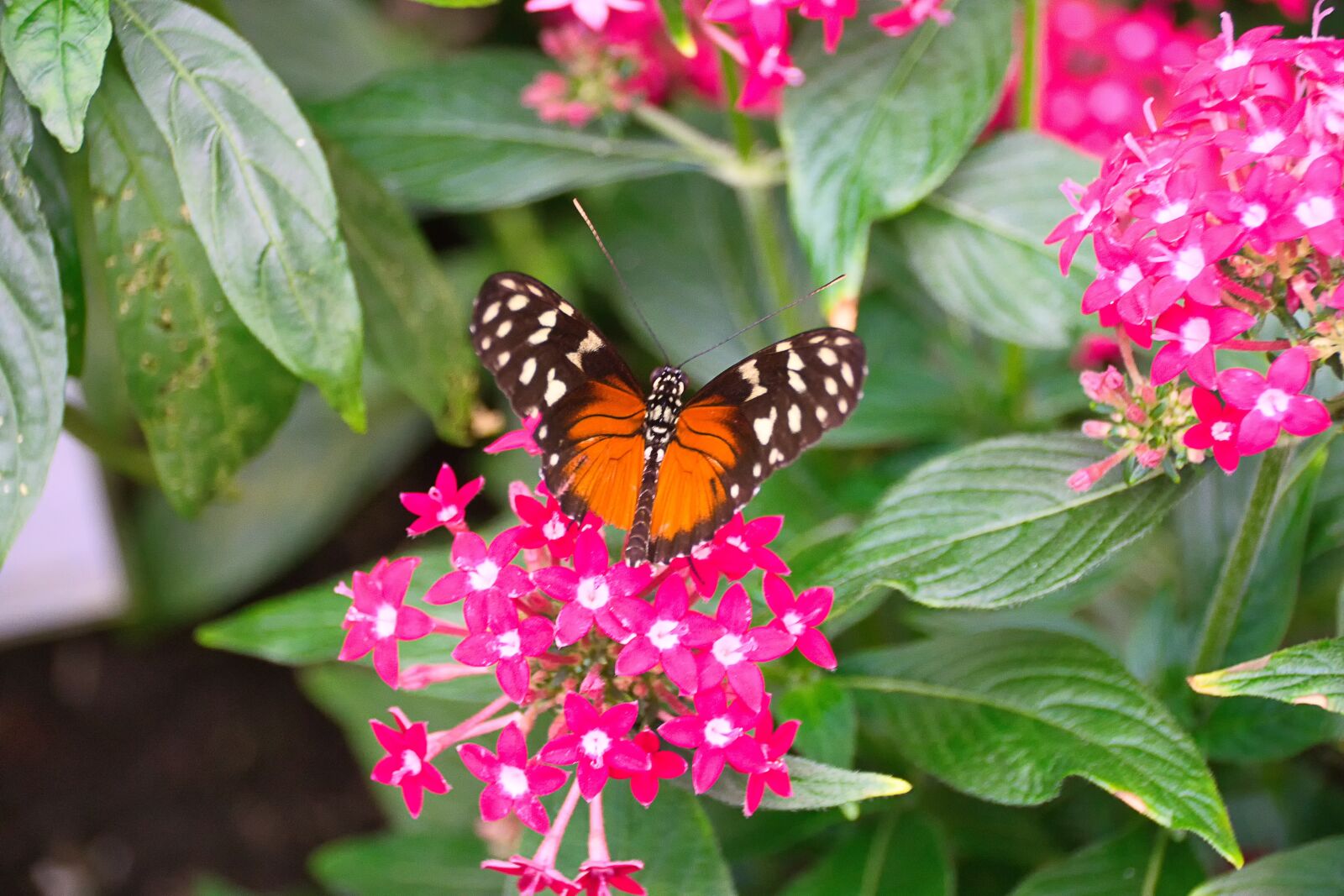 Sony ILCA-77M2 sample photo. Butterfly, flower, insect photography