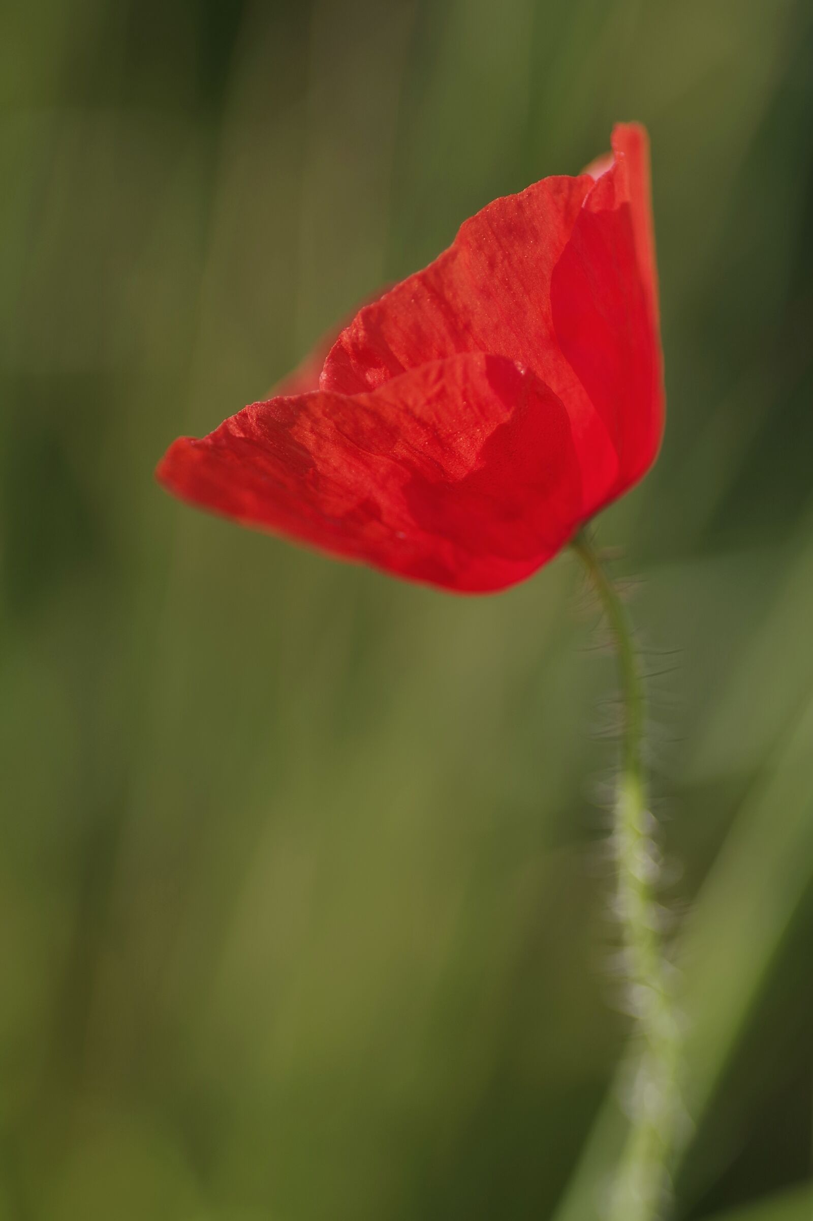 Pentax K-S2 sample photo. Poppy, flower, red photography