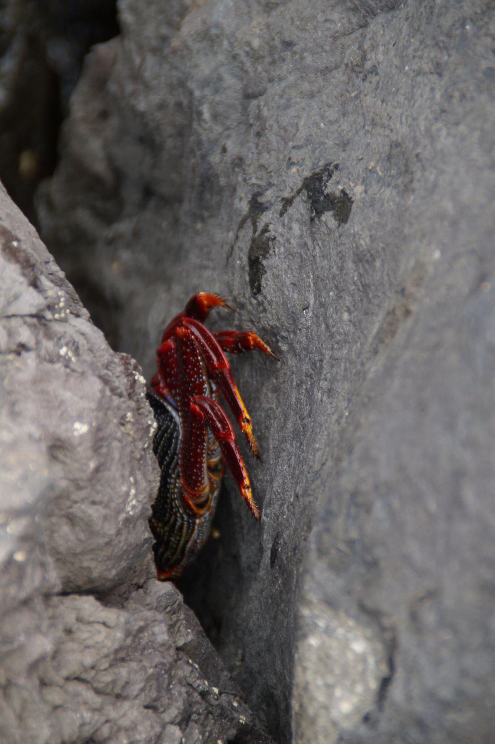 Sony SLT-A58 sample photo. Cancer, hidden, hiding place photography